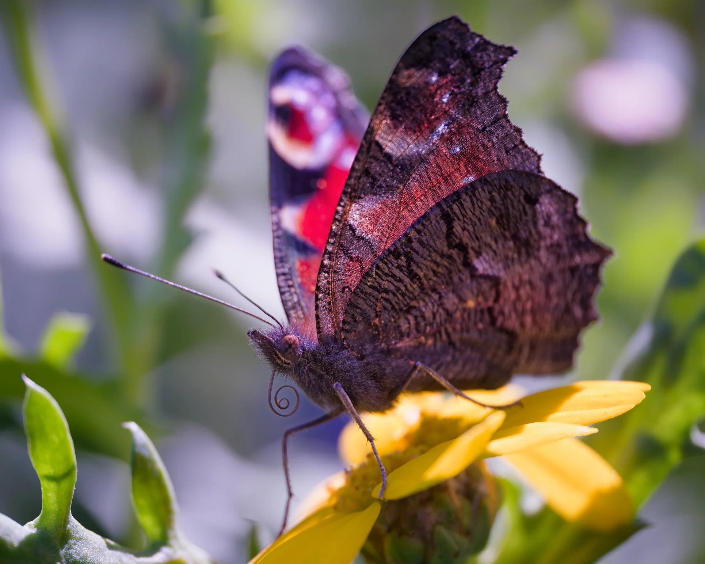 A close-up view of a peacock butterfly (Aglais io) perched on a yellow flower. The macro shot highlights the coiled proboscis, textured underside of the wings, and vibrant colors of the upper wing surfaces against a soft background.