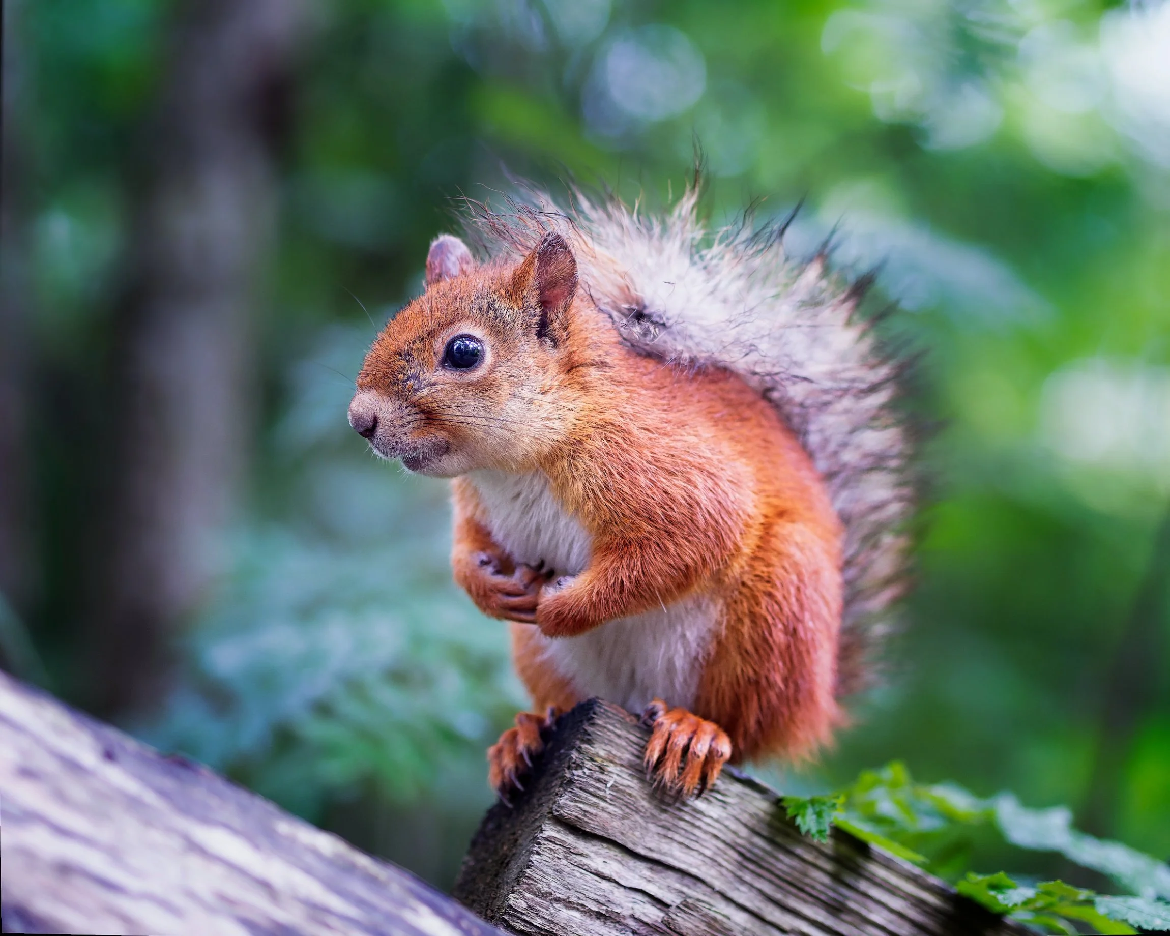 A detailed macro shot capturing an alert Eurasian red squirrel (Sciurus vulgaris) perched atop a rustic wooden log. The warm reddish-brown fur and textured tail contrast against the soft, blurred bokeh of the lush forest background. Perfect for natur