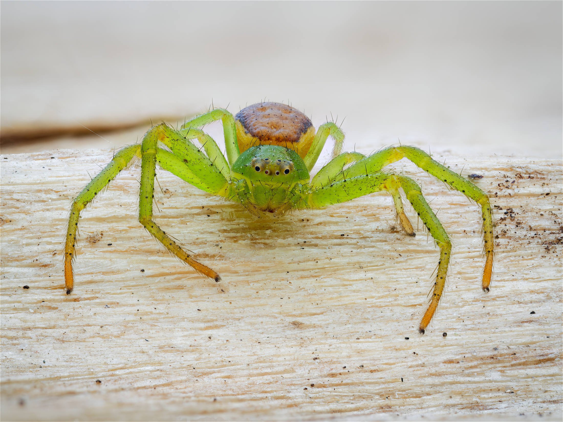 Makrokuva kirkkaanvihreästä kukkahämähäkistä, joka seisoo vaalealla puupinnalla, jalat leveästi levitettyinä ja pienet karvat selvästi näkyvissä pehmeästi sumentun taustan edessä.