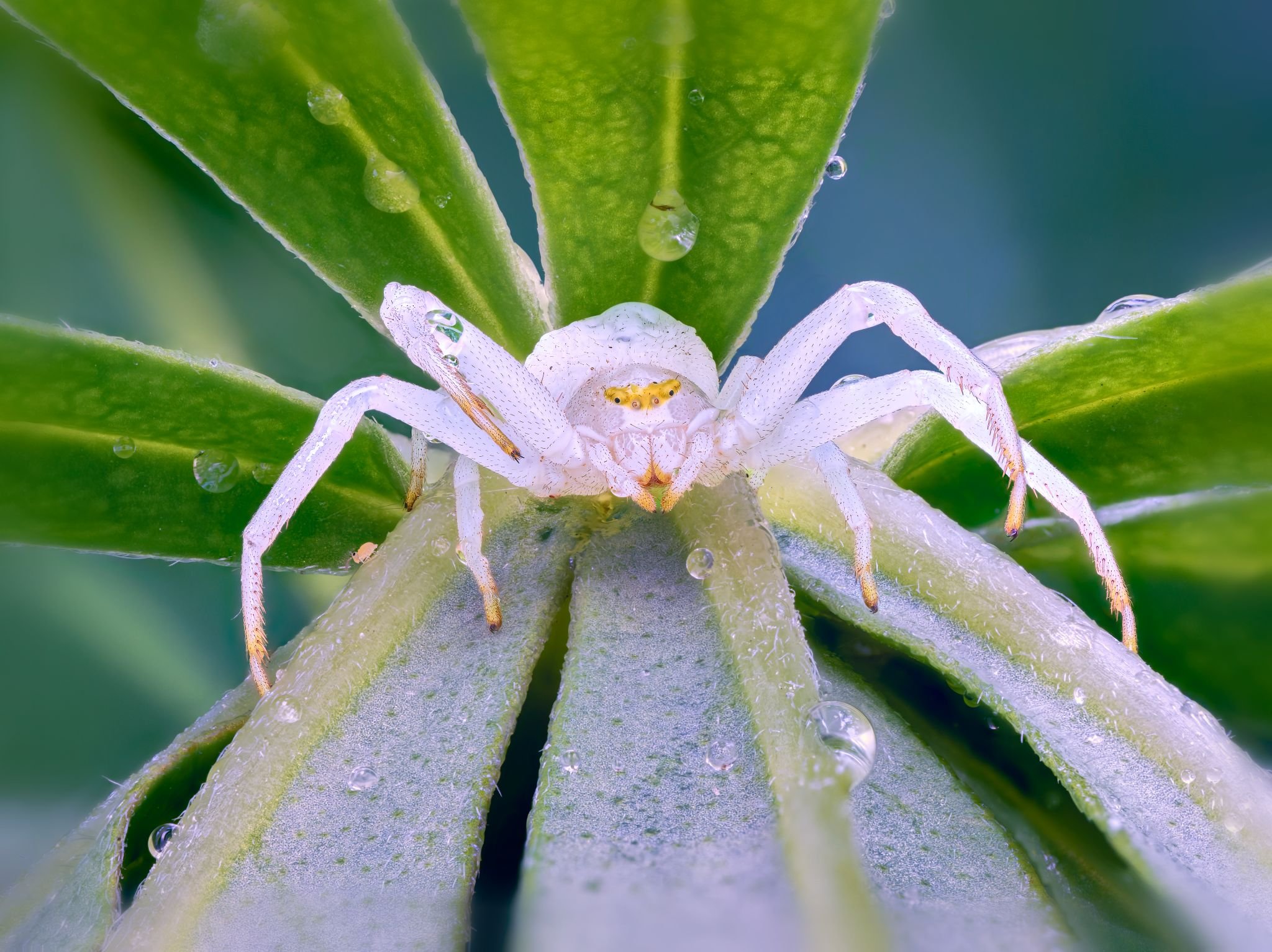 Valkoinen kukkahämähäkki (Misumena vatia) väijyy saalista vesipisaroiden kimaltelevalla vihreällä lehdellä makrokuvassa
