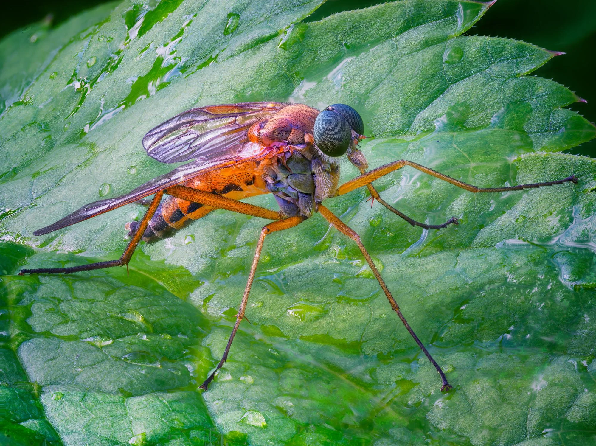 A macro closeup of a marsh snipe fly (Rhagio tringarius) resting on a dew-covered green leaf, showcasing its long legs and detailed compound eyes.