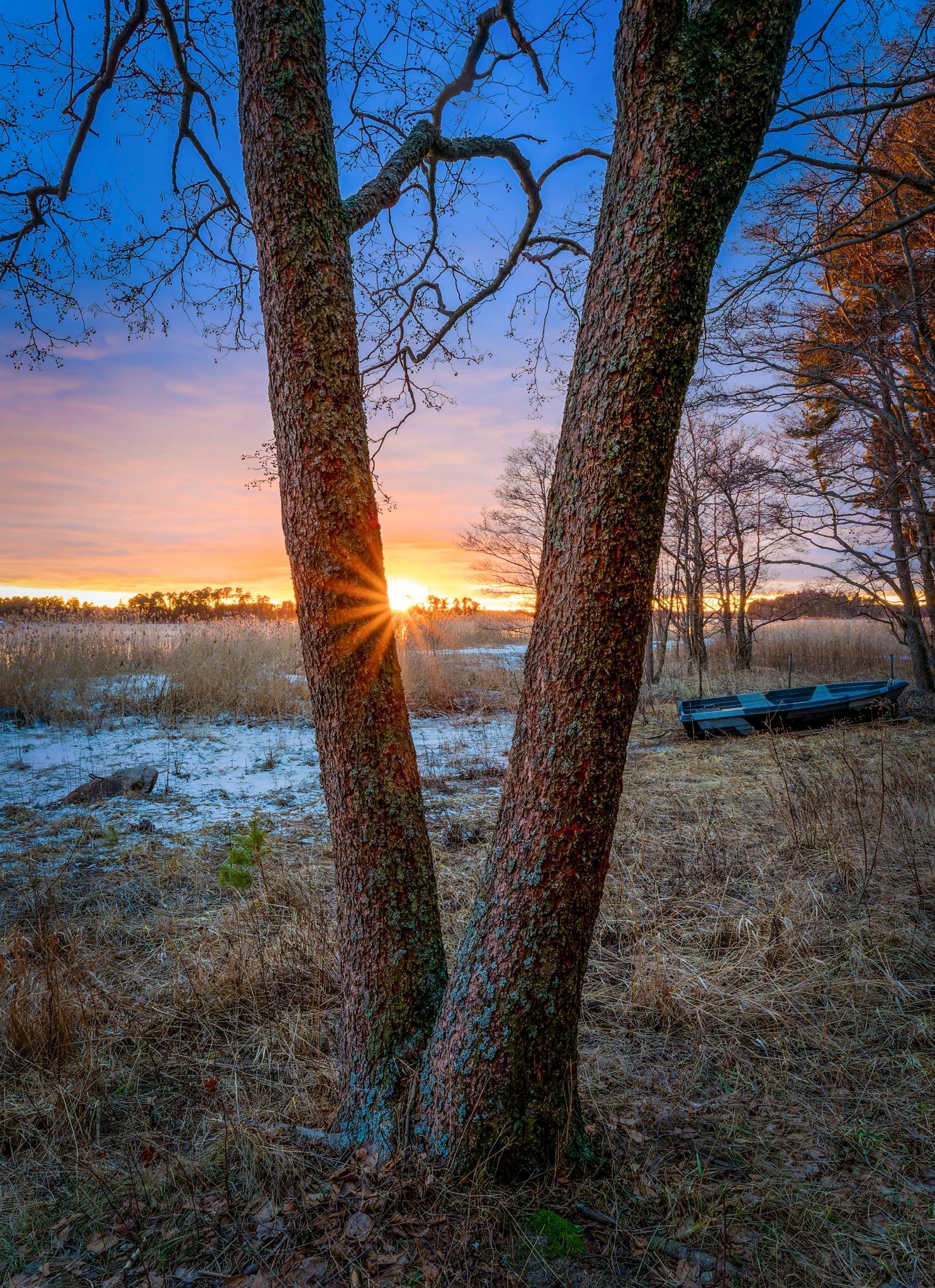 Talvinen maisemakuva Kallahdenniemeltä, Vuosaaresta. Etualalla on suuri kaksihaarainen männyn runko, jonka välistä matalalla oleva aurinko paistaa muodostaen sädehtivän kuvion. Rannassa on kaislikkoa, lunta ja vanha soutuvene. Taivas on kirkas ja hor