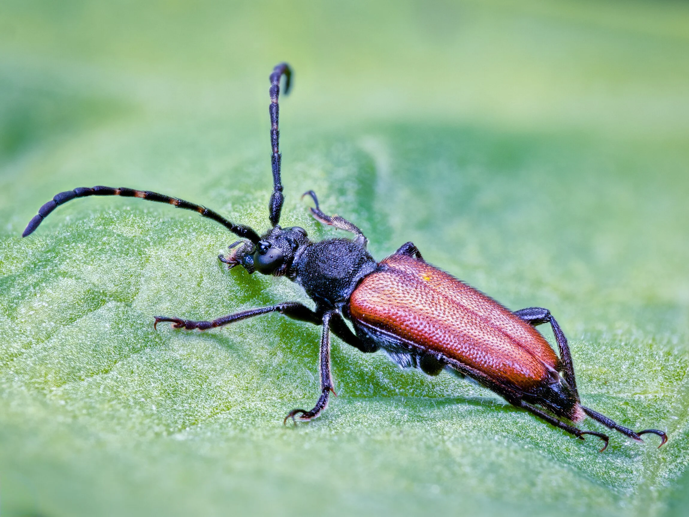 Yksityiskohtainen makrokuva naaraspuolisesta ruskokukkajäärästä lepäämässä lehdellä. Sarvijääriin kuuluva laji on tunnistettavissa punaruskeista peitinsiivistään ja pitkistä tuntosarvistaan.