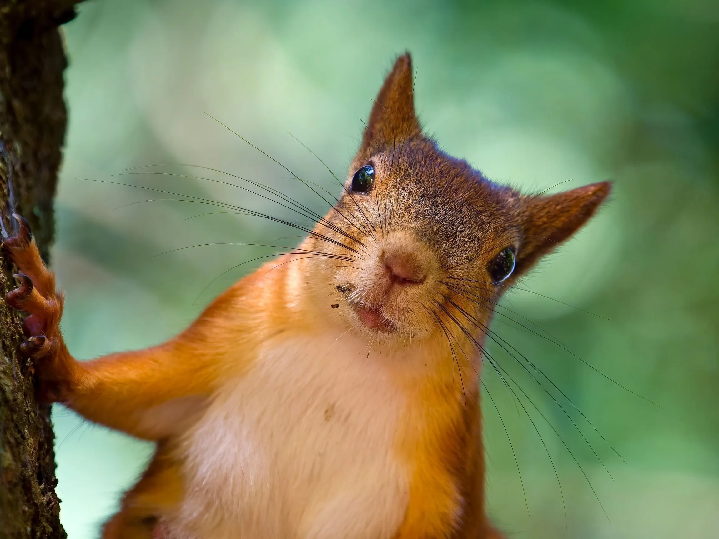 Utelias orava takertuu puunrunkoon, kallistaen päätään kameraa kohti kirkkain silmin ja pehmeän vihreän metsätaustan edessä.