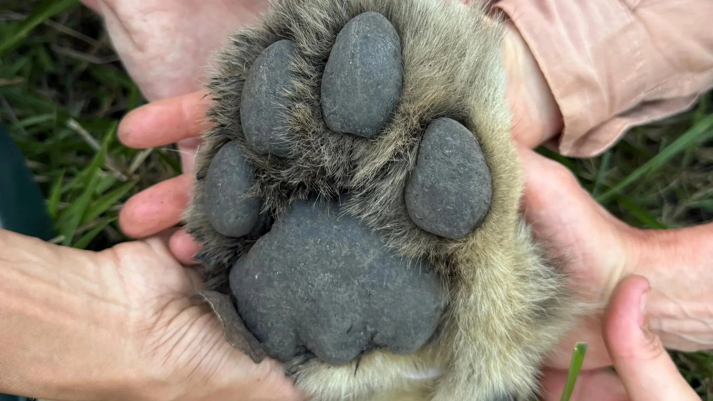 A Week of Real Conservation: From Predators to Pangolins