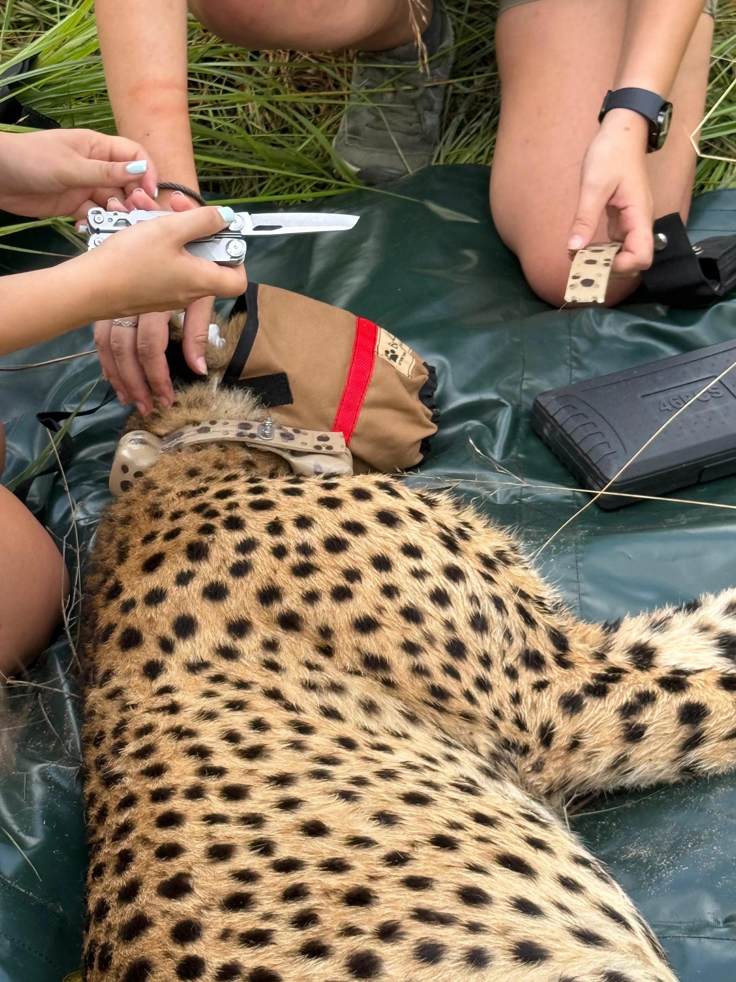 WhatsApp Image 2026-03-31 at 18.44.03.jpeg