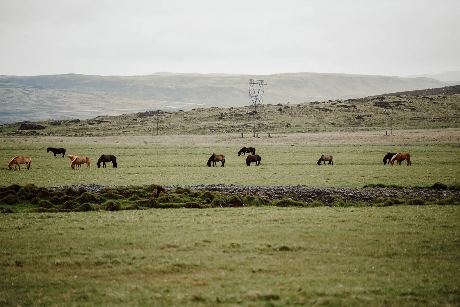 Icelandic horses in the countryside during an elopement adventure