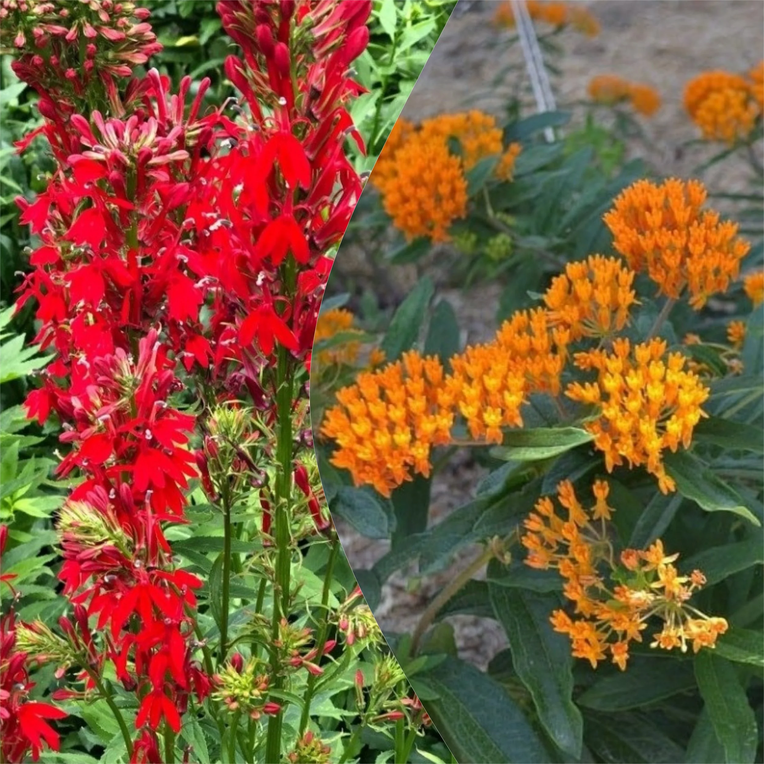 First Plantings: Cardinal Flower &amp; Butterfly Milkweed