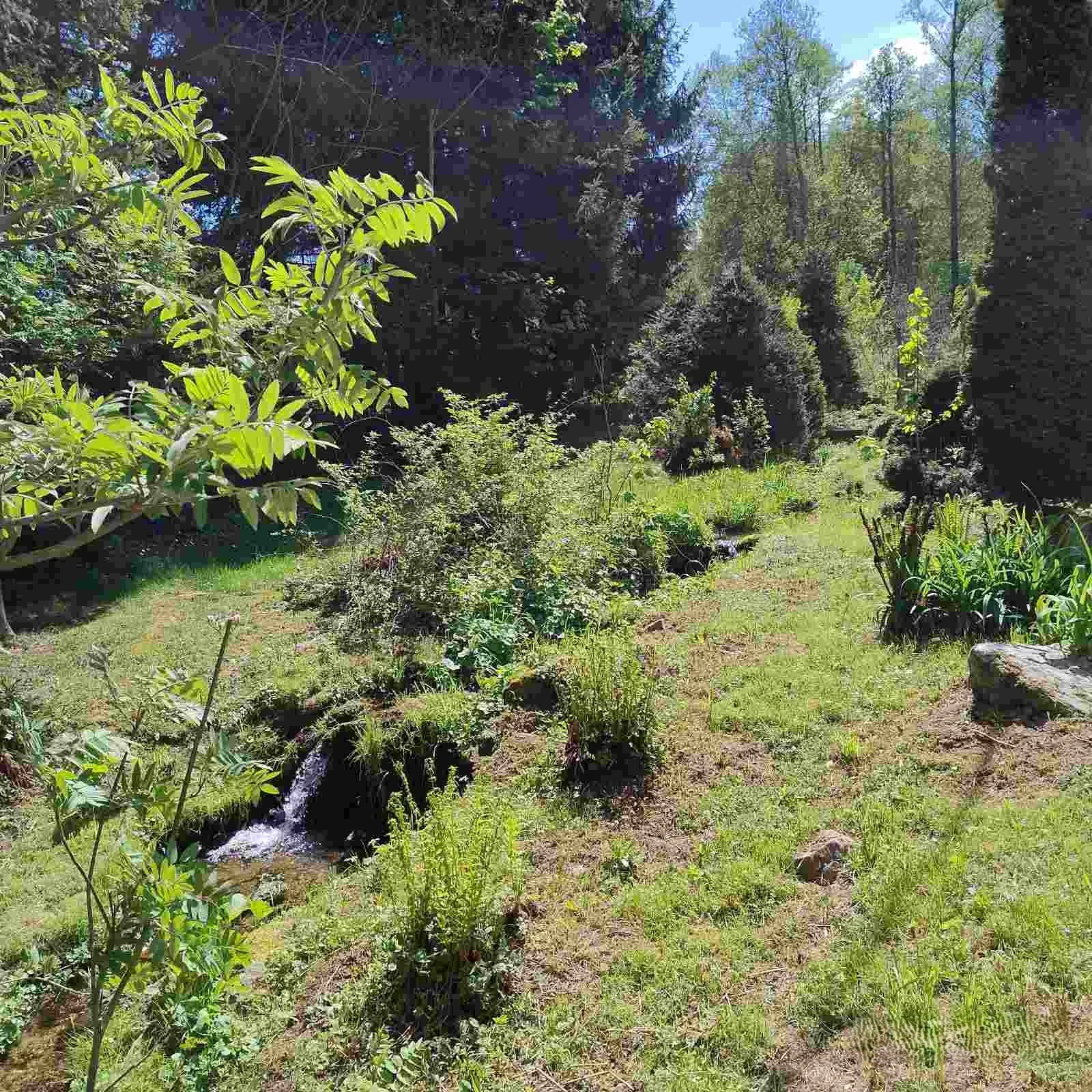 A lush, green garden with a small stream running through it, surrounded by various plants and trees in a forested area.
