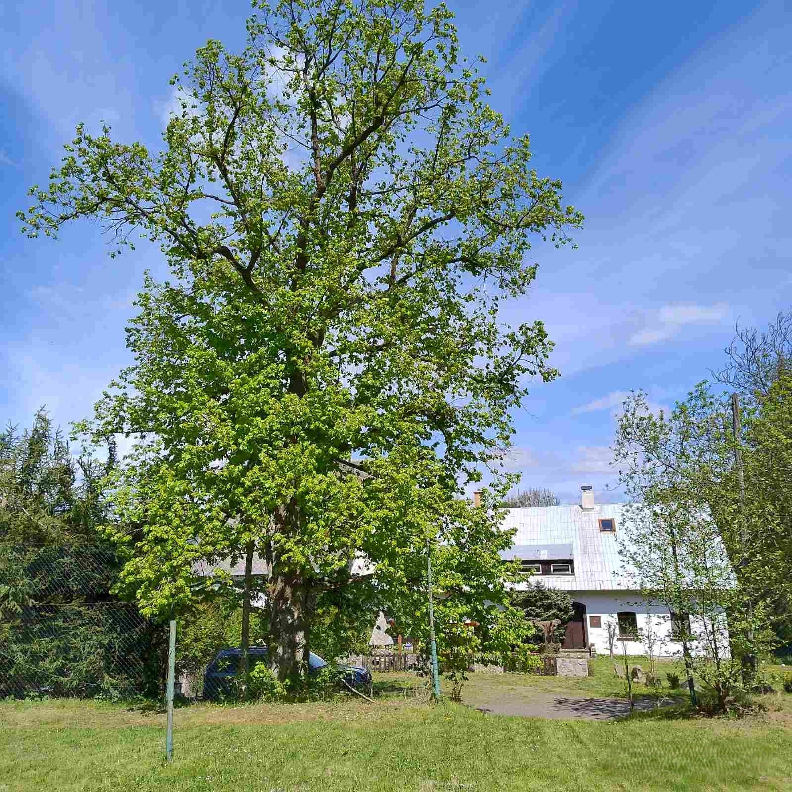 A large tree with green leaves in a yard, with a house in the background and a blue sky with some clouds.