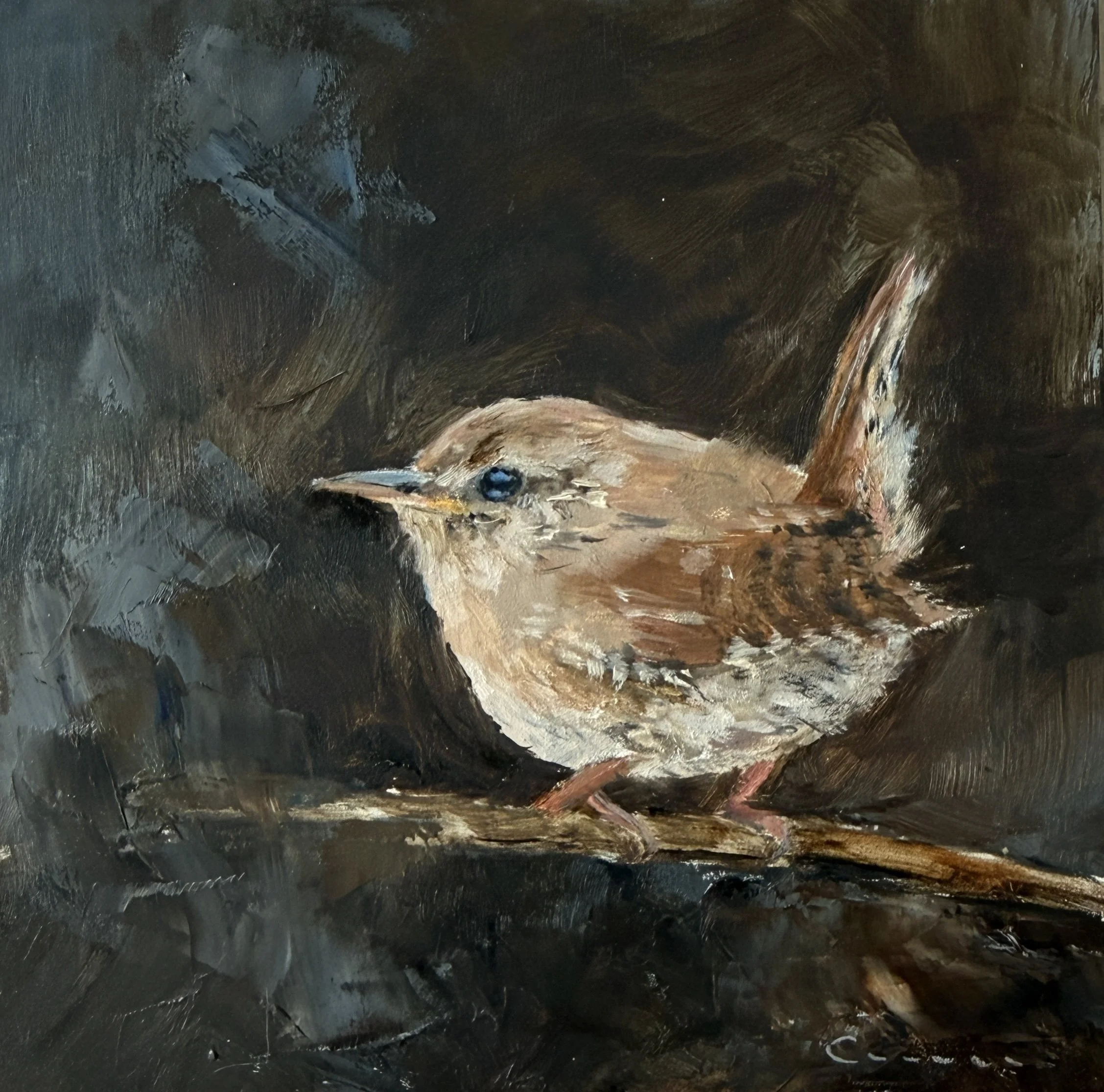 Wren at dusk | oil on panel | 15 x 15 cm | framed 