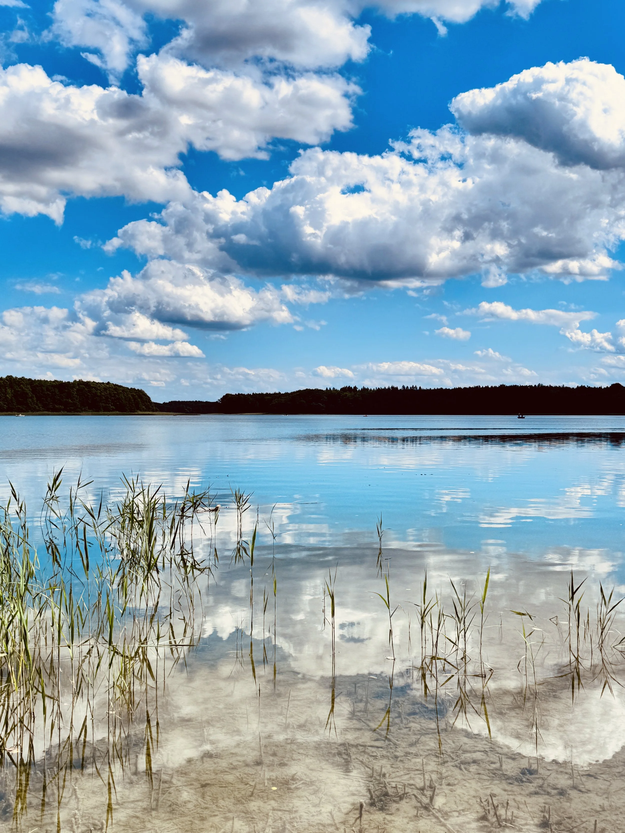 Ein Blick auf einen ruhigen See mit Blättern im Wasser, bewölktem Himmel und den umliegenden Baumkronen im Hintergrund.