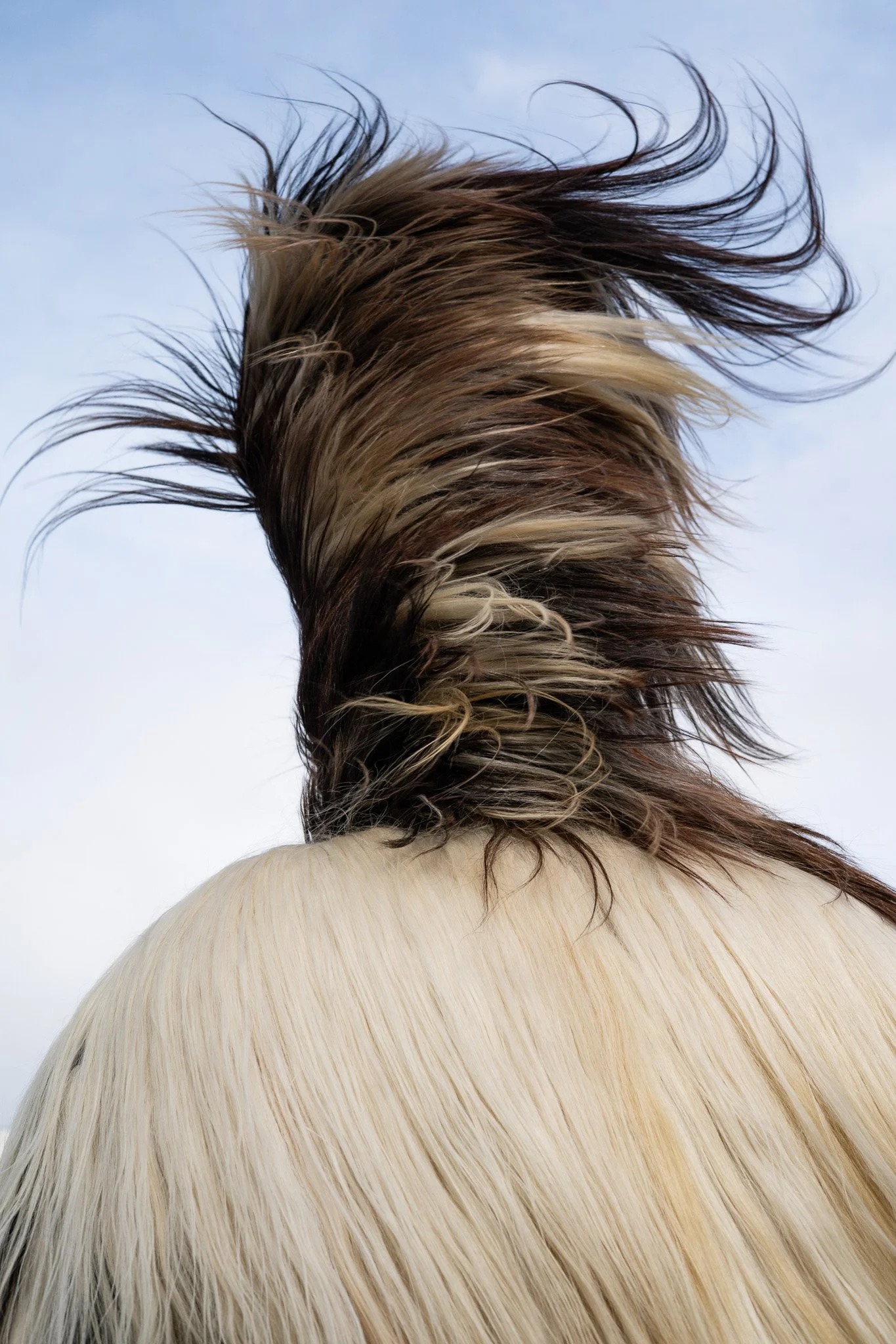 SURVA festival, BULGARIA '26