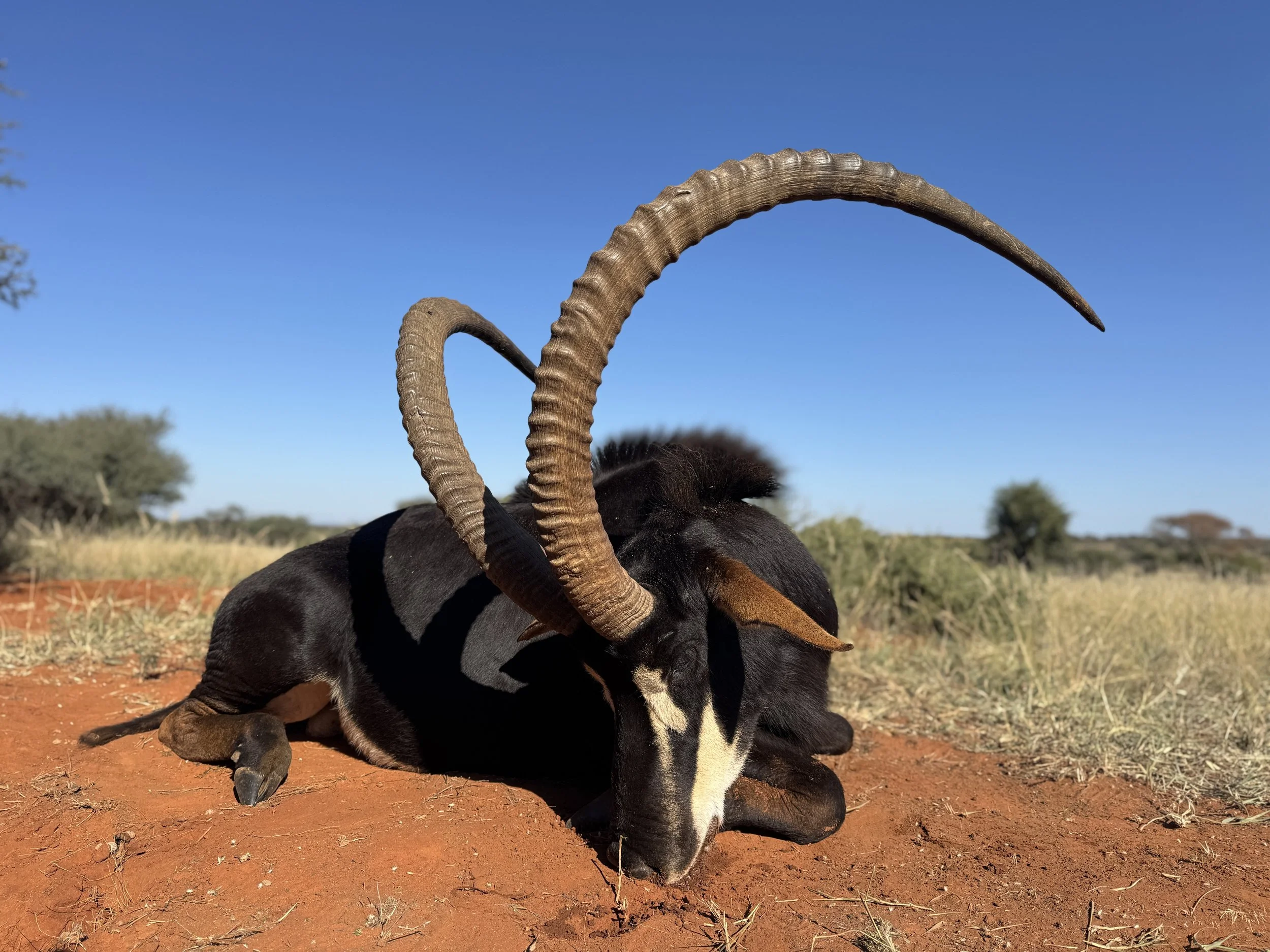 A black and white antelope with large, curved horns resting on red dirt in a grassy plain under a clear blue sky.