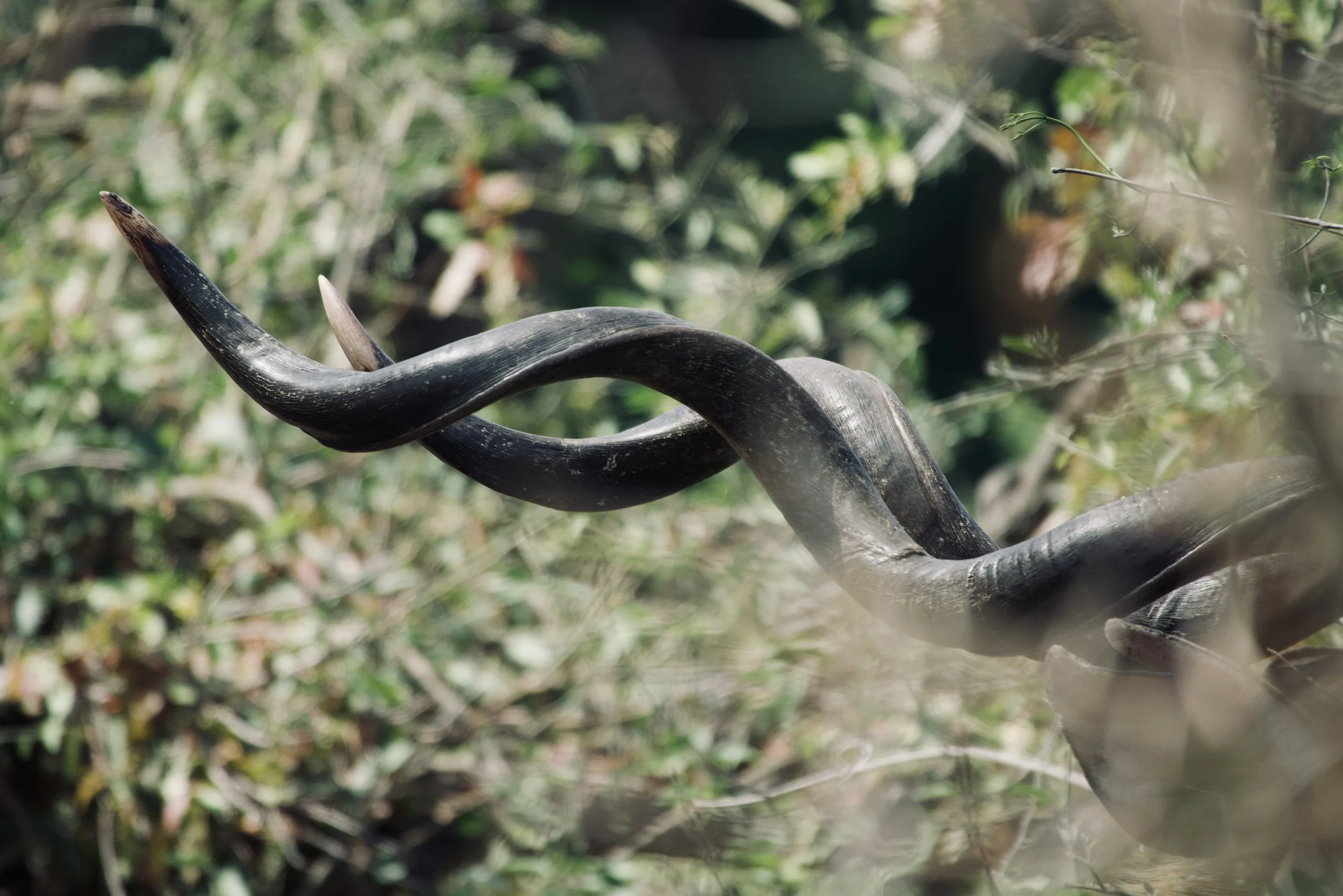 A close-up of kudu horns coming out of the brush.