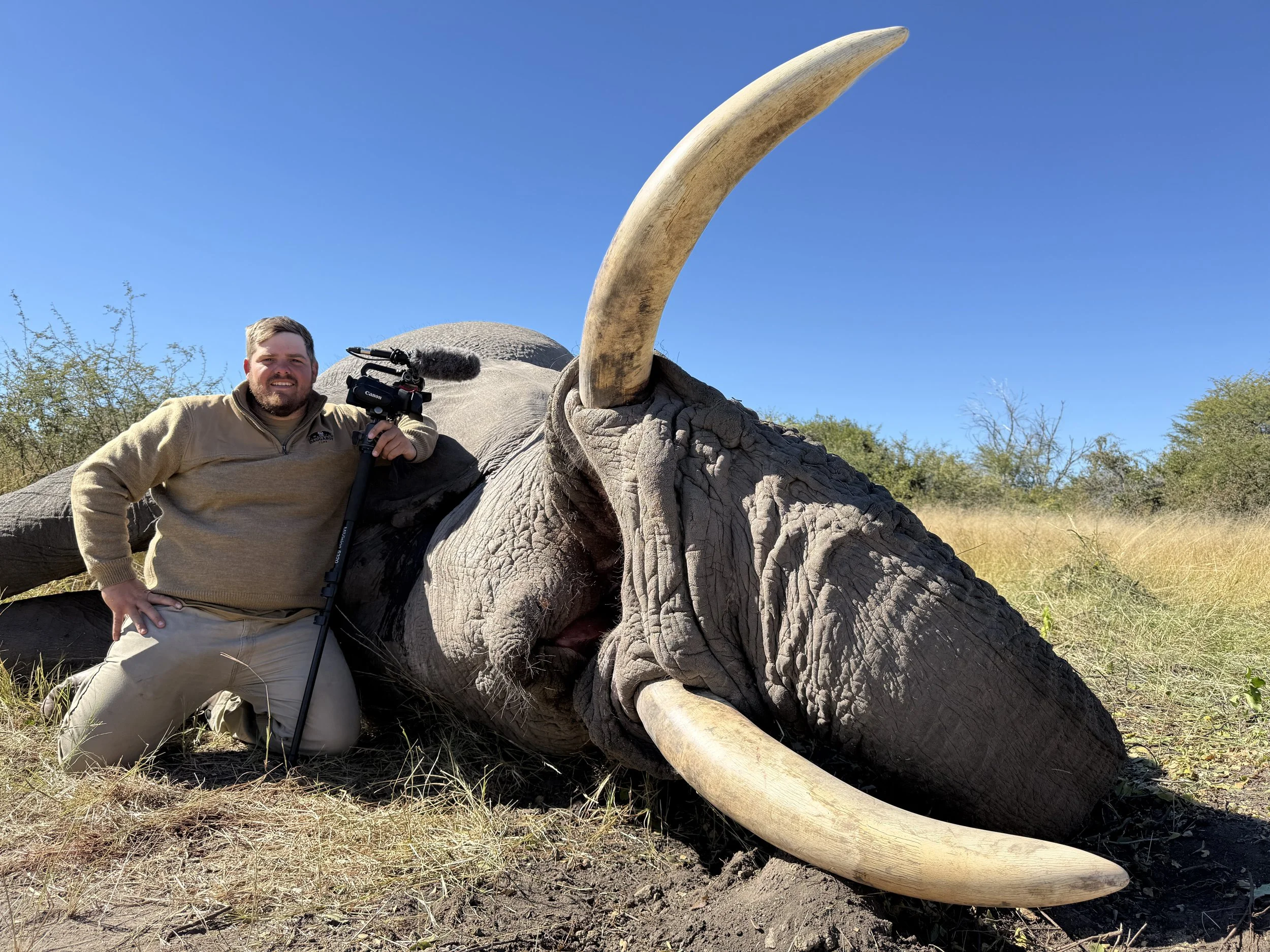 A man kneeling next to a large dead elephant lying on the ground in a grassland with bushes and a clear blue sky.