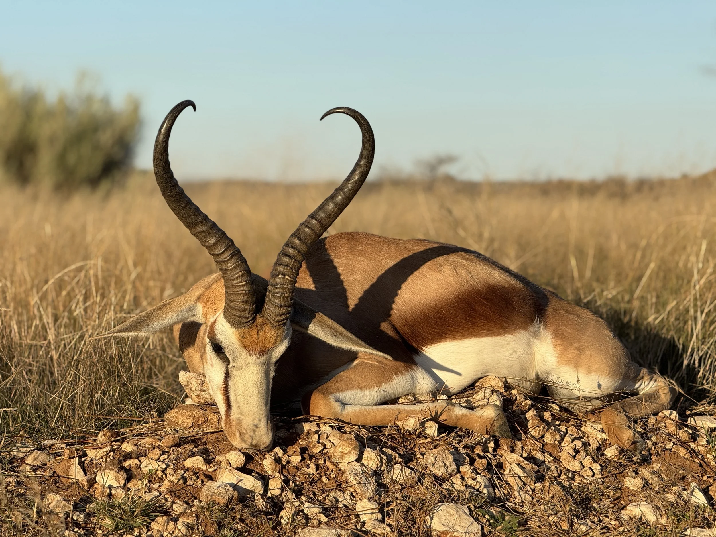 A springbuck antelope lying on the ground in a grassy plain with long, curved horns.