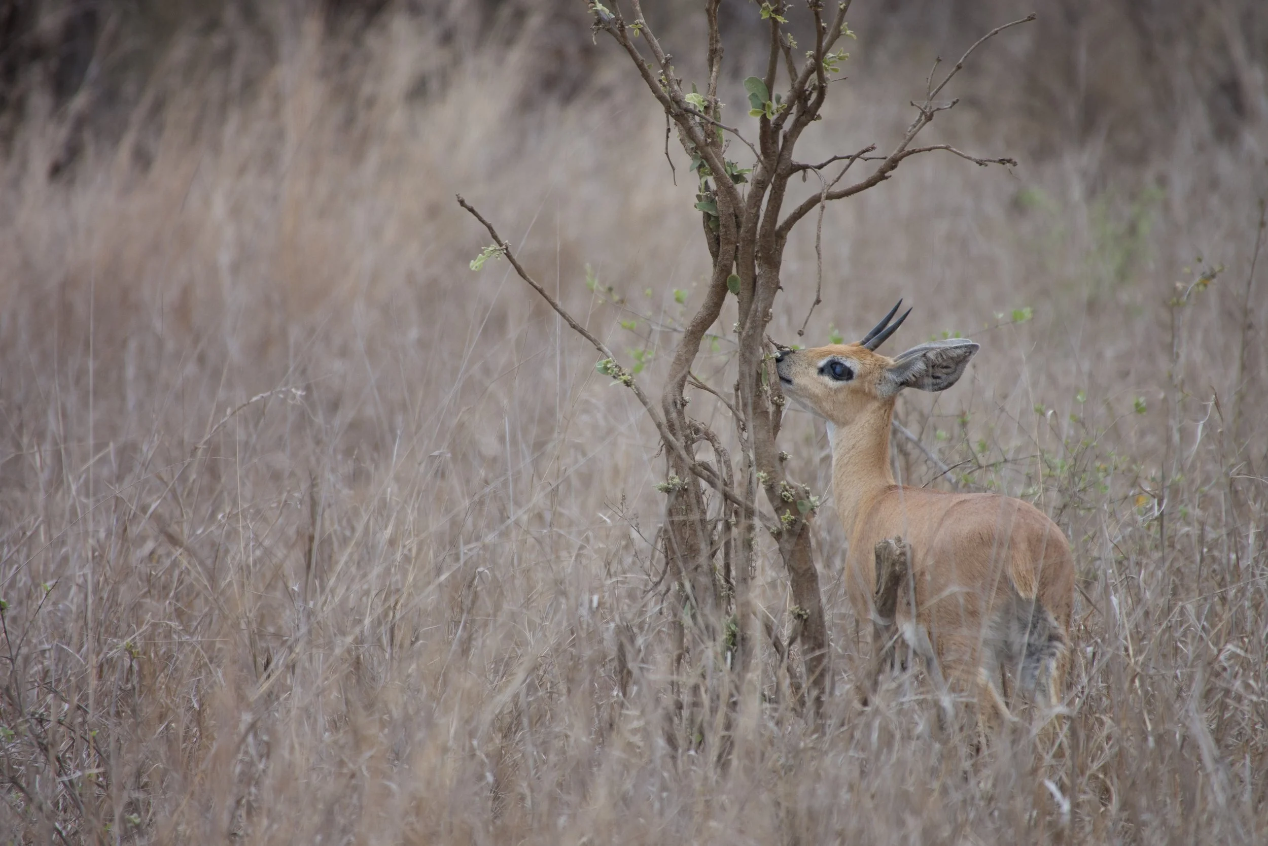 A small steenbuck with light brown fur and thin horns standing next to a small tree in a grassy plain.