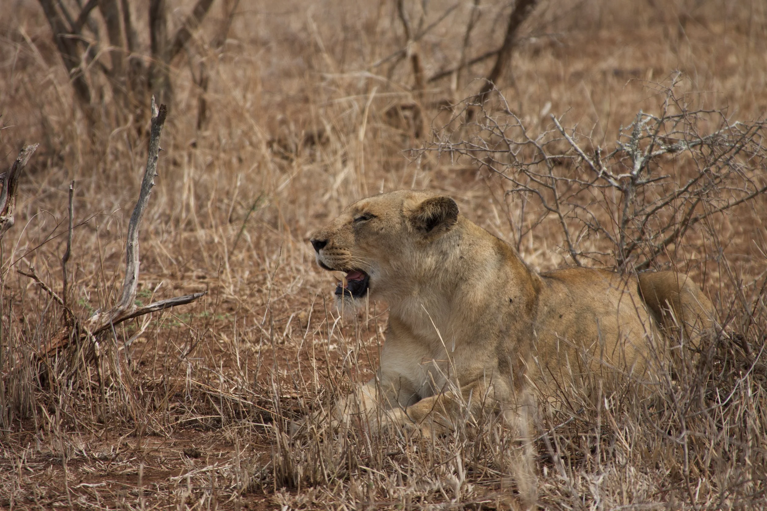 A lioness lying on the ground in a dry, grassy landscape with sparse, leafless bushes.
