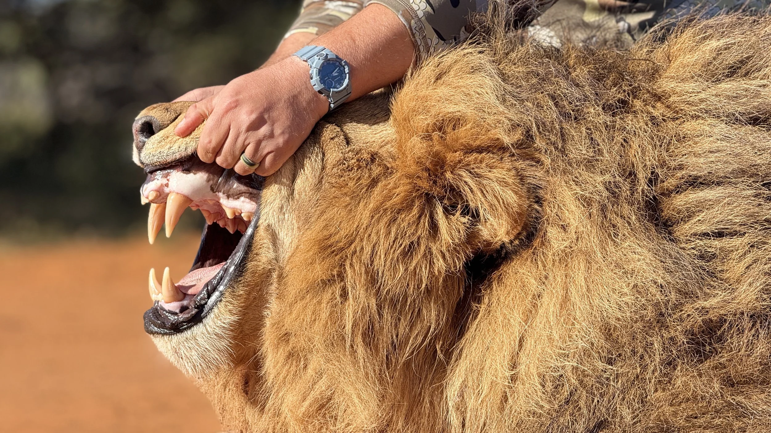 A person opening a lion's mouth with their hands, the lion's mouth open showing teeth, and the person wearing a silver watch.