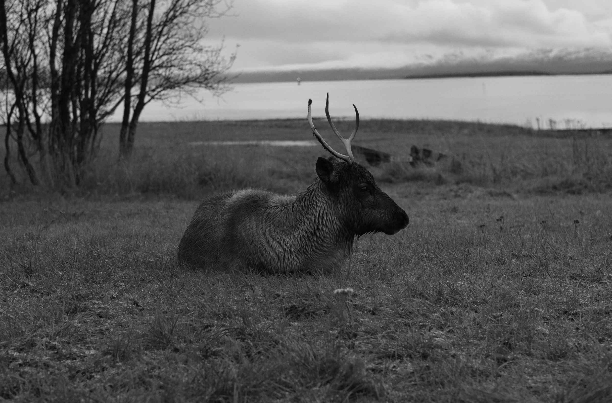 A deer with antlers resting on grass near a body of water, with trees and cloudy sky in the background.