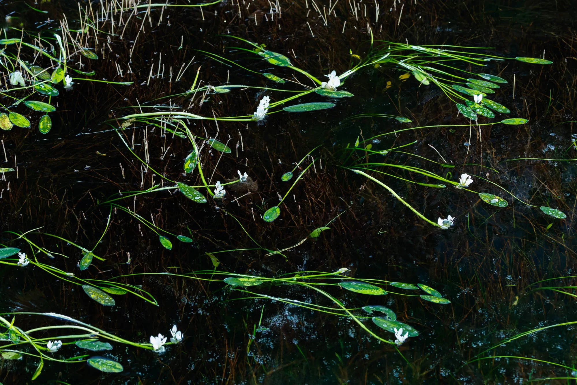 _H2A6858-DxO_DeepPRIME XD2s.jpg