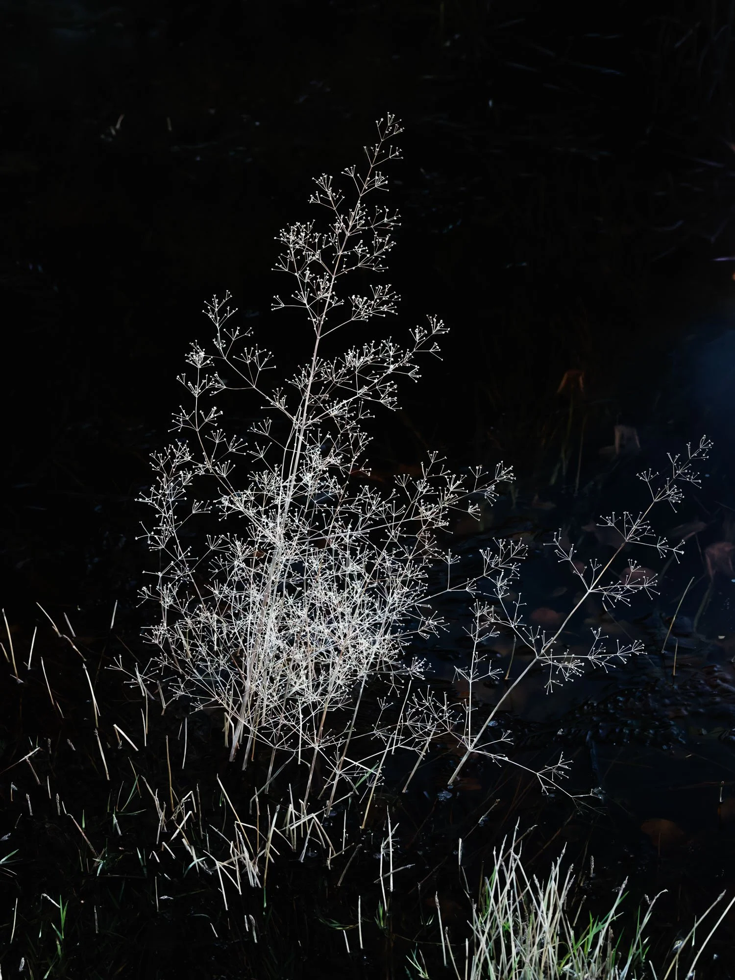 _H2A6853-DxO_DeepPRIME XD2s.jpg