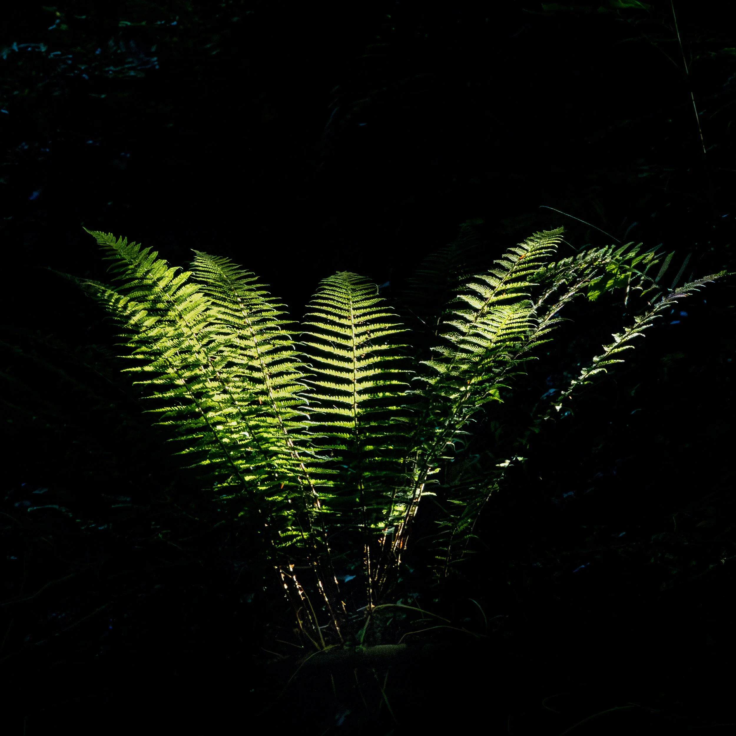 20250709-075851_H2A1813.jpg
