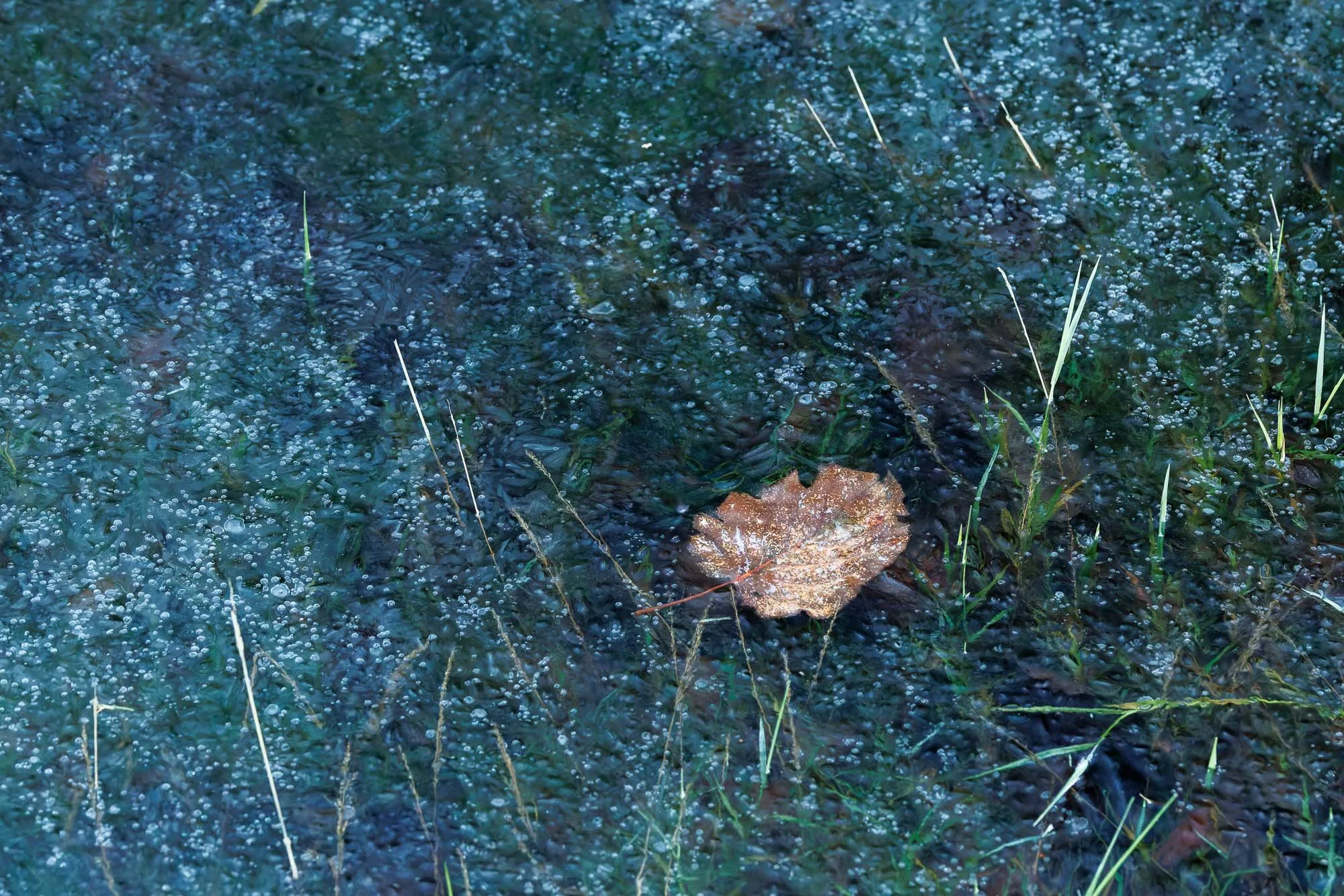 _H2A6871-DxO_DeepPRIME XD2s.jpg