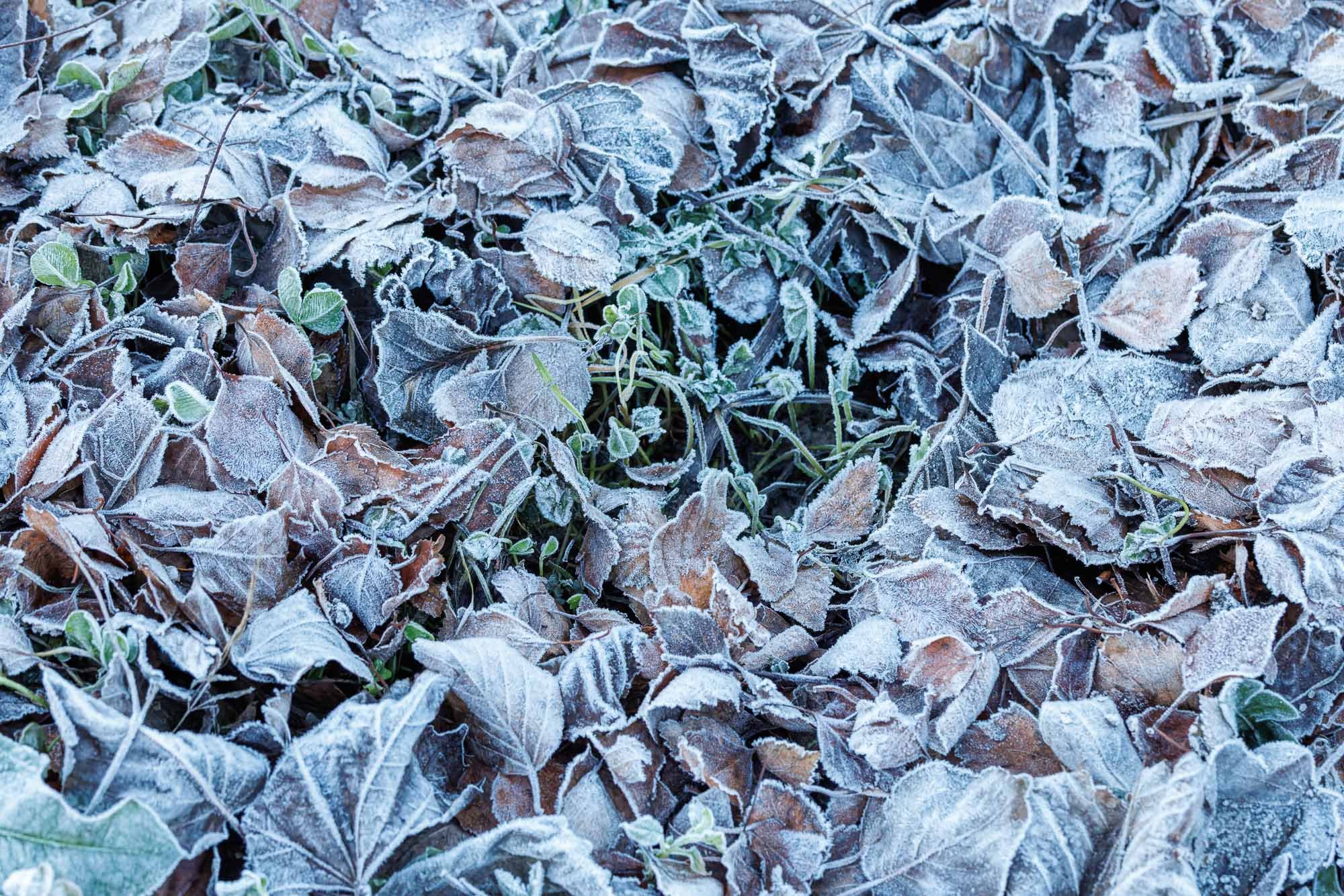 _H2A6875-DxO_DeepPRIME XD2s.jpg