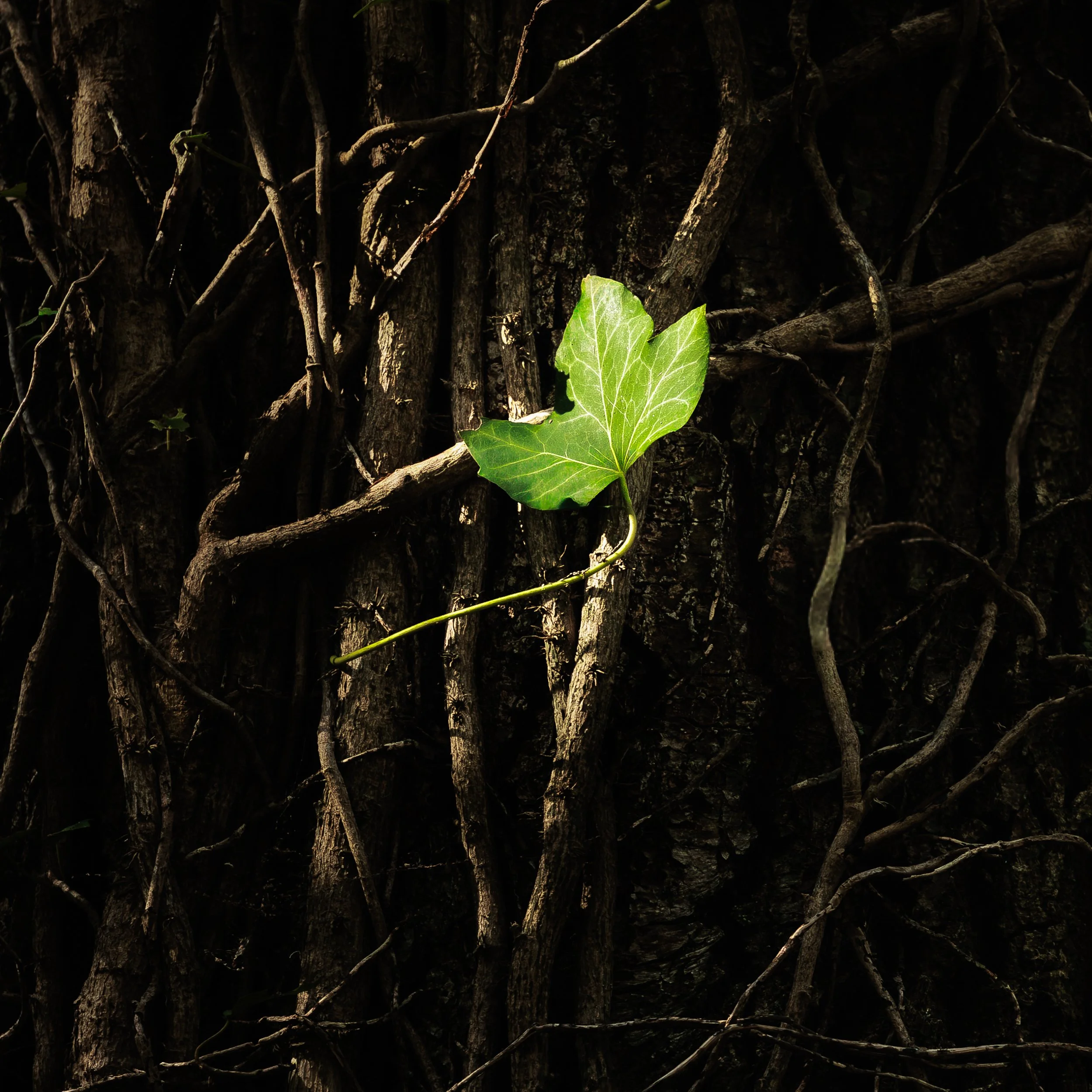 The First Whisper of Spring