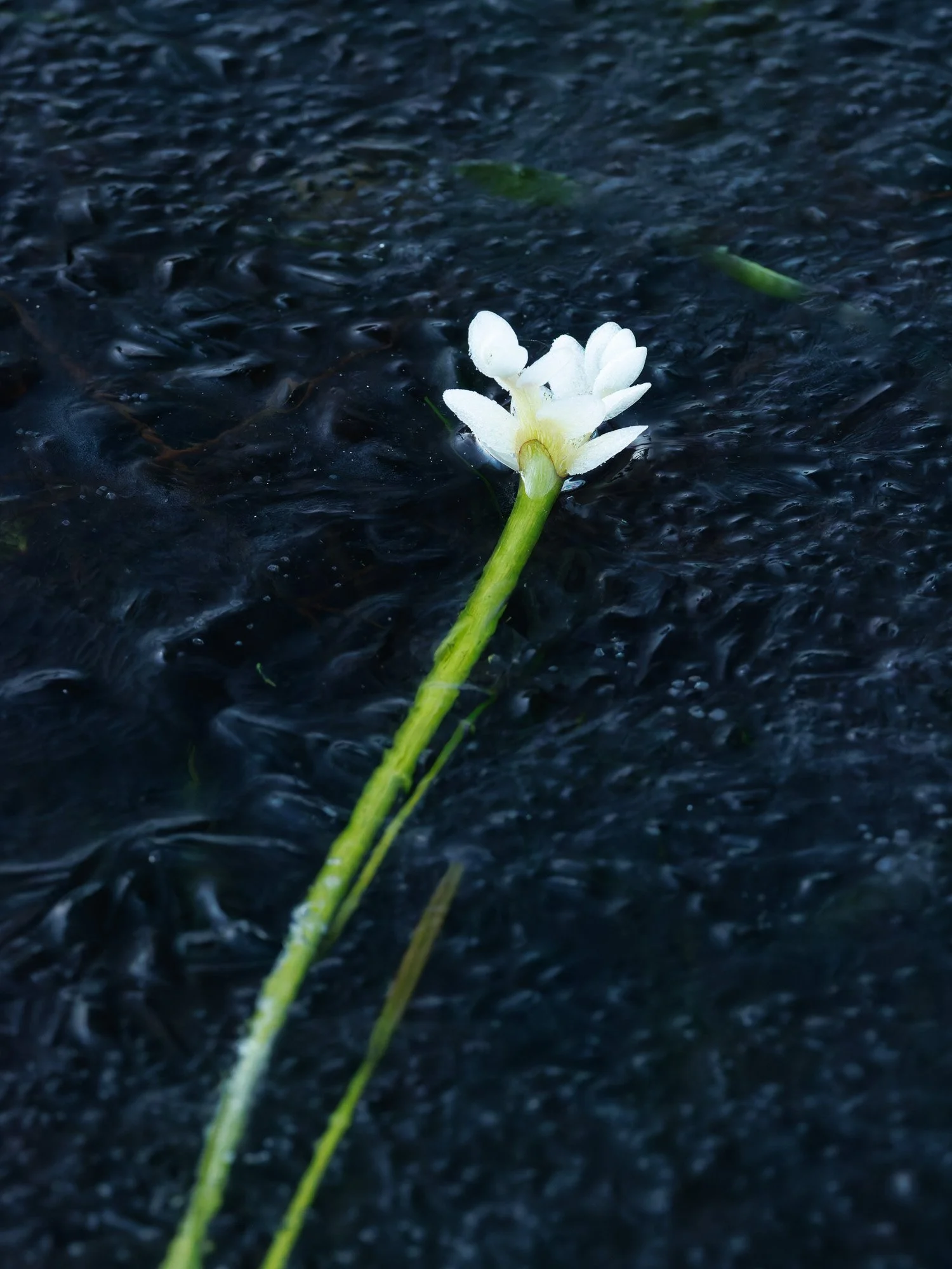 _H2A6884-DxO_DeepPRIME XD2s.jpg