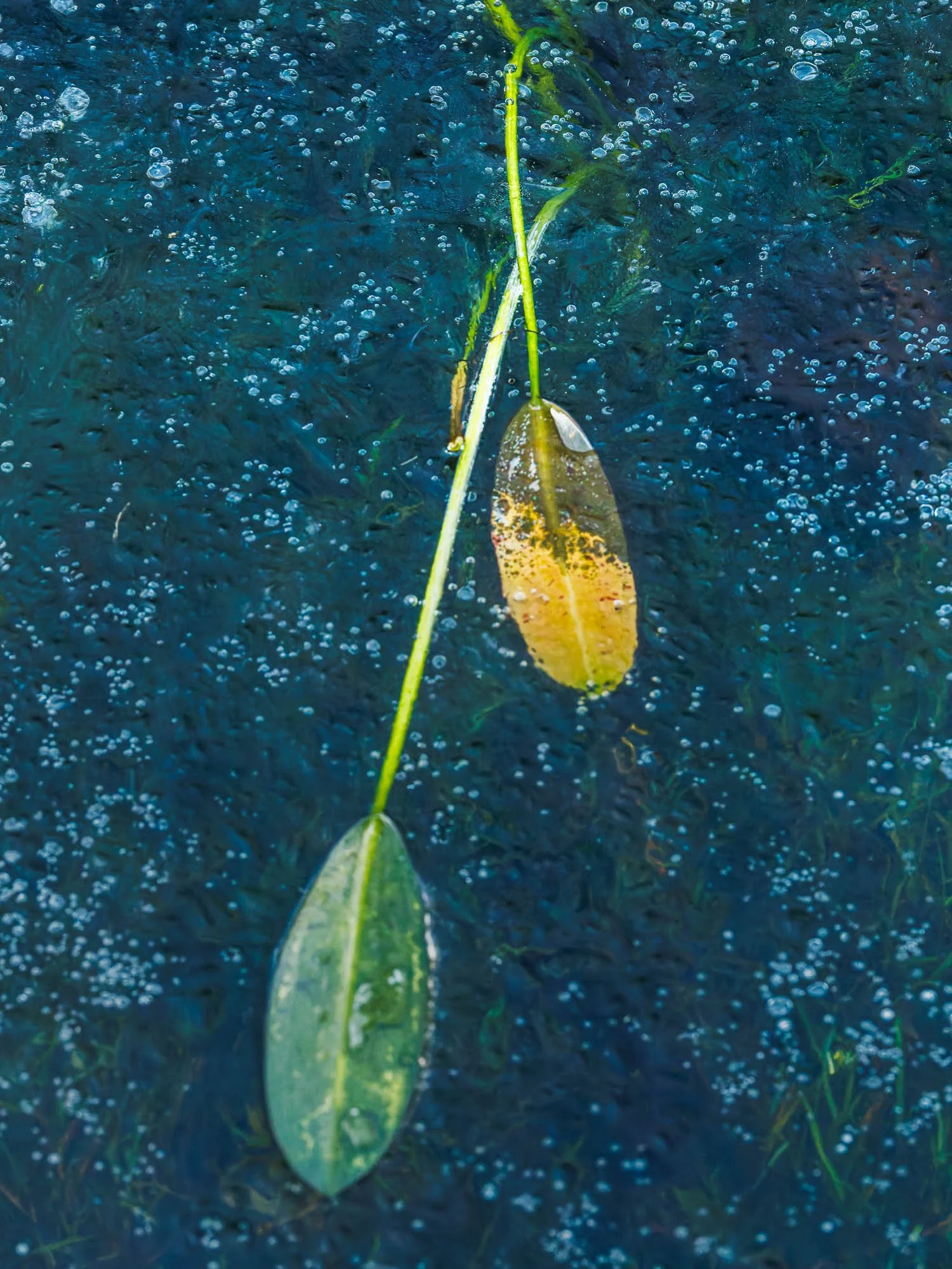 _H2A6881-DxO_DeepPRIME XD2s.jpg