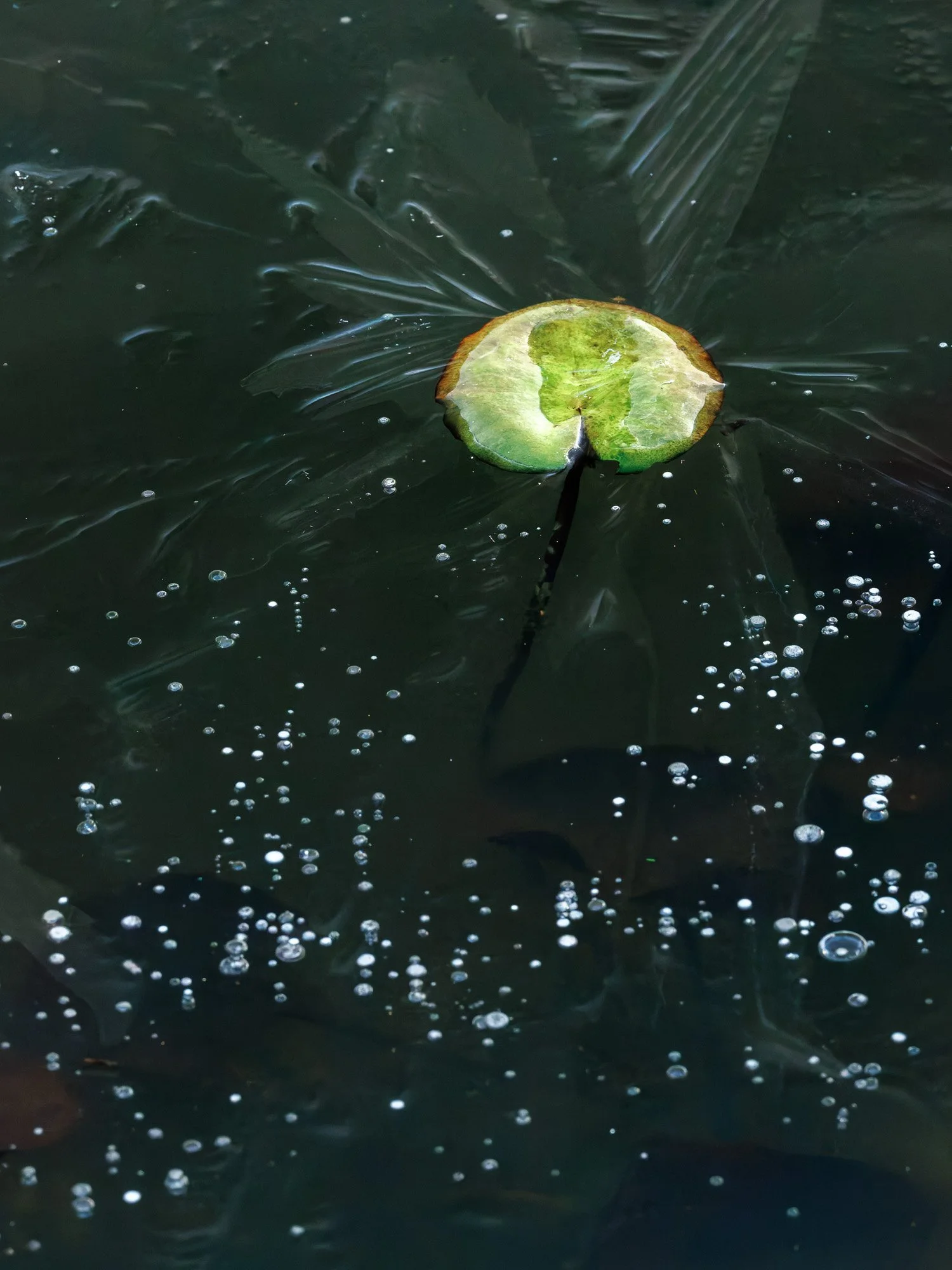 _H2A6968-DxO_DeepPRIME XD2s.jpg