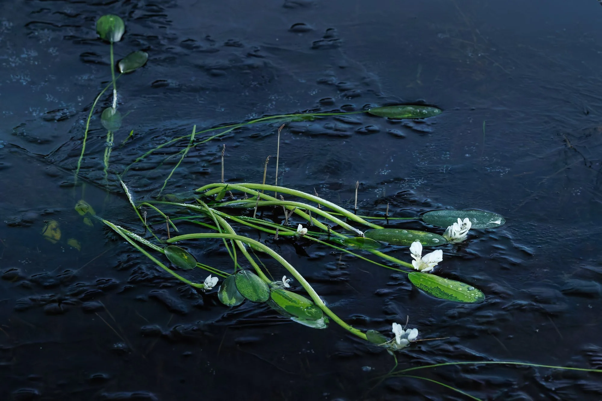 _H2A6856-DxO_DeepPRIME XD2s.jpg