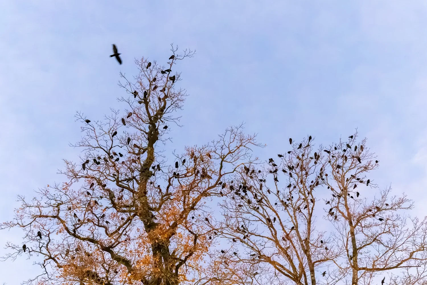 _H2A4845-DxO_DeepPRIME 3.jpg