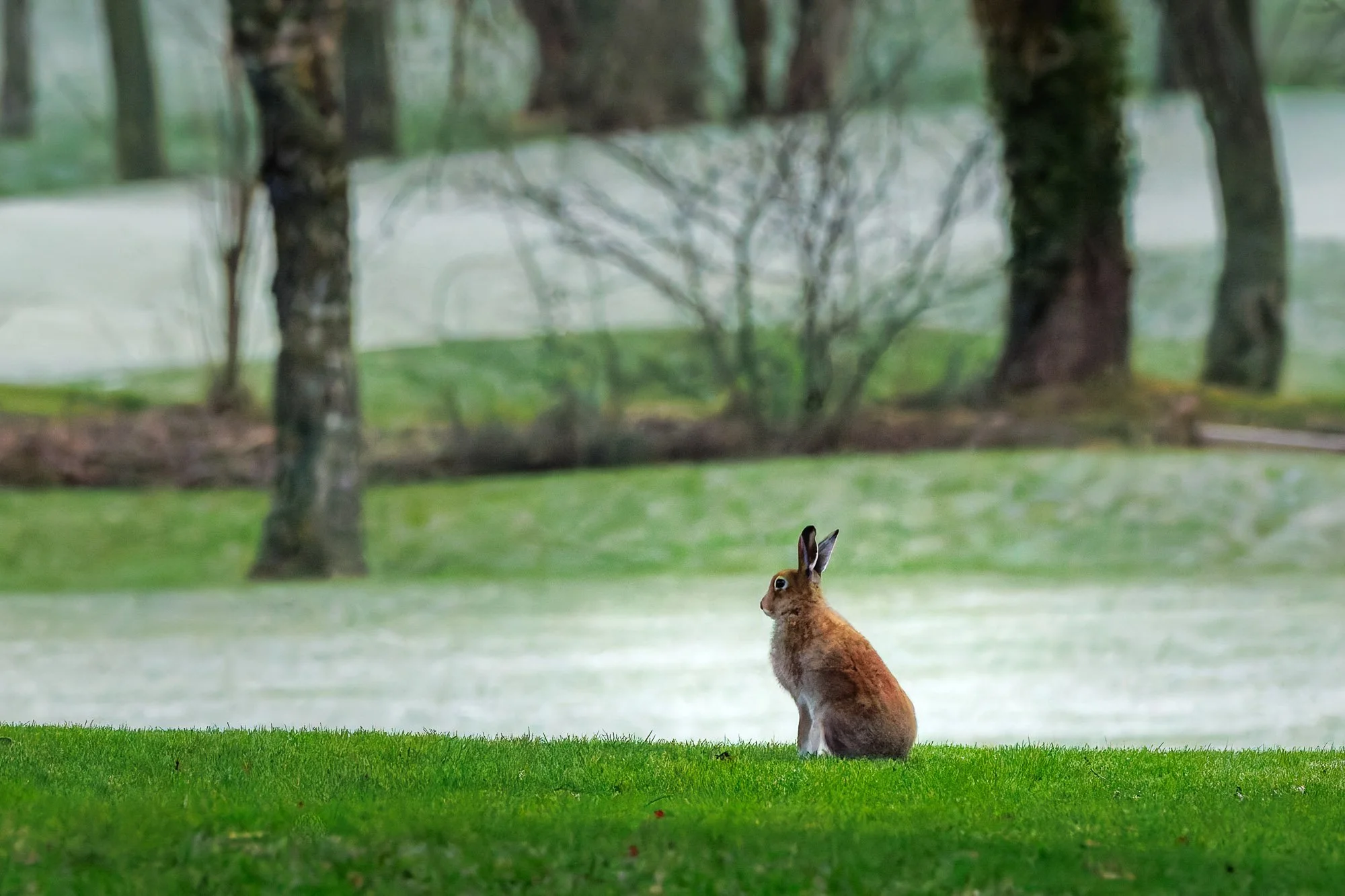 SRoche_IRISH HARE.jpg