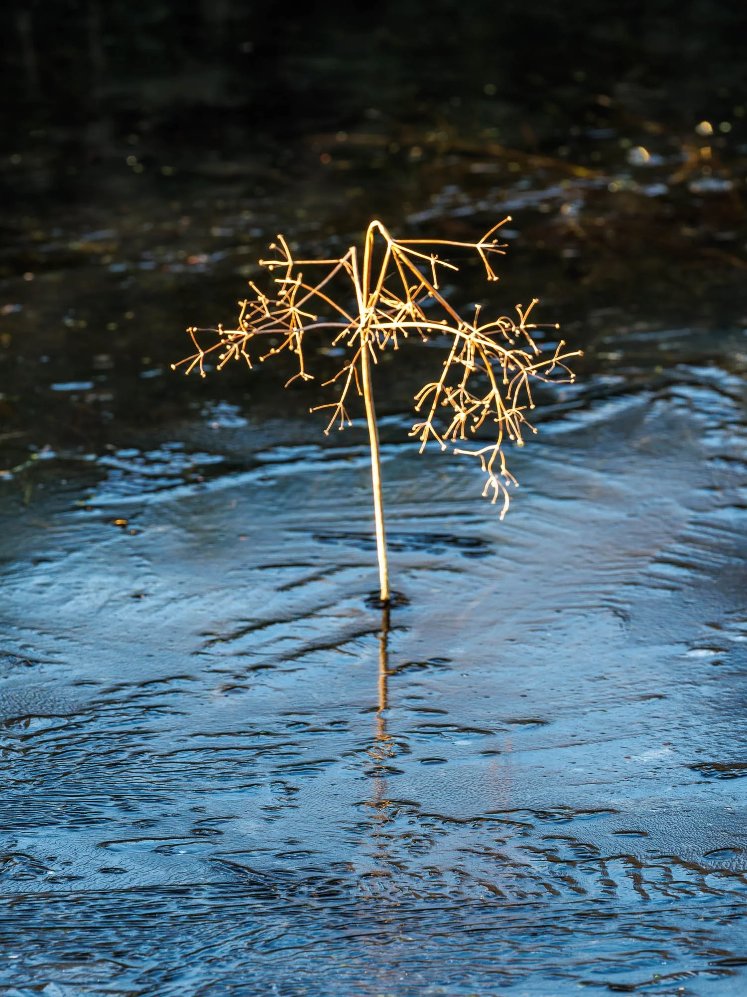 _H2A6951-DxO_DeepPRIME XD2s.jpg