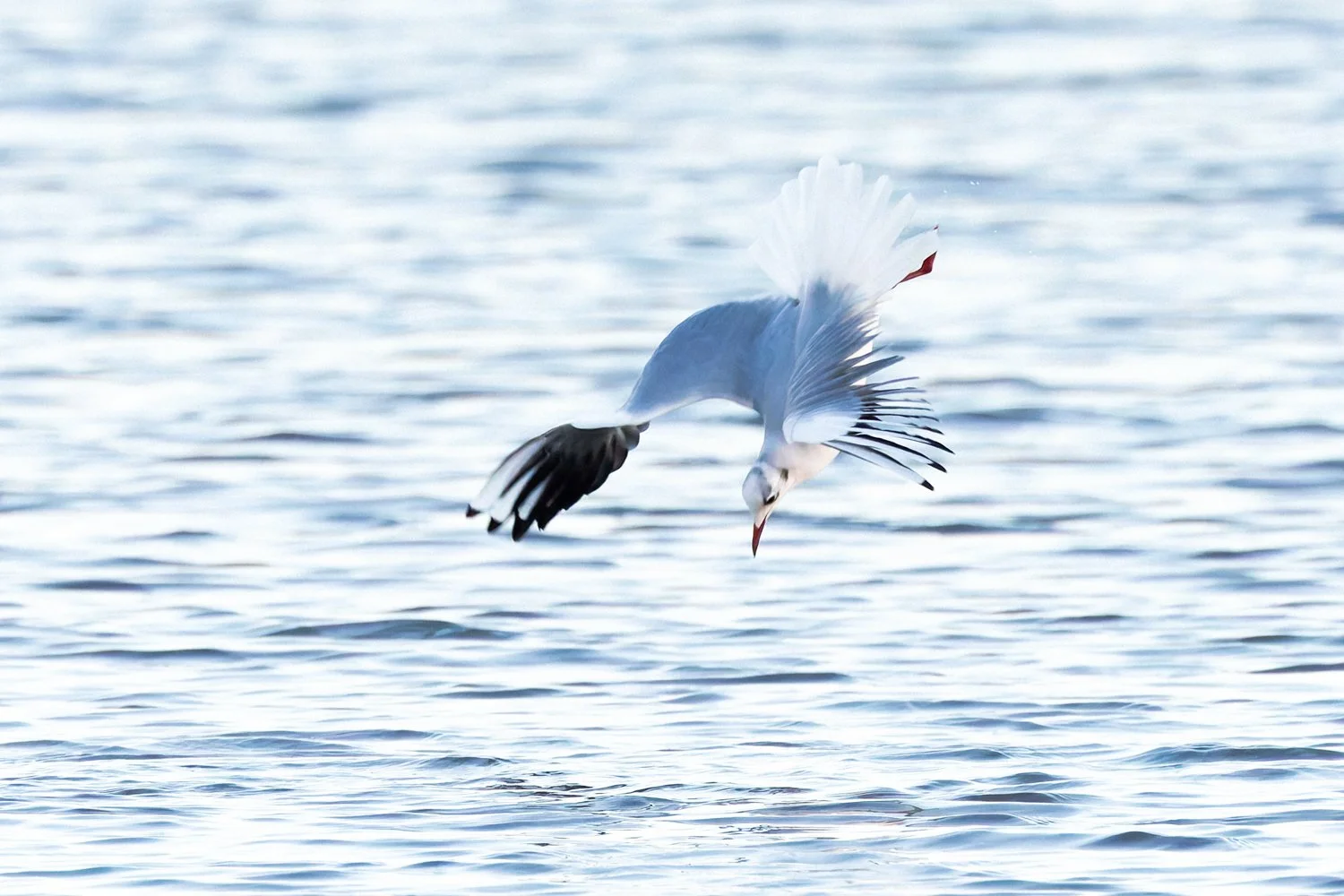 _H2A5858-DxO_DeepPRIME XD2s.jpg