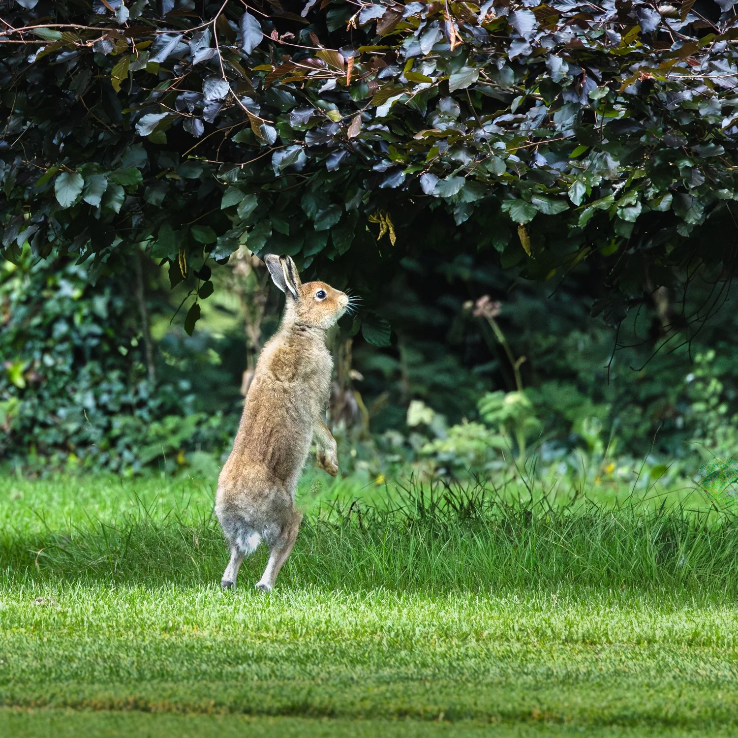 Irish Hares