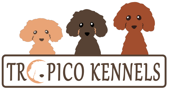 California Doodles and Poodles