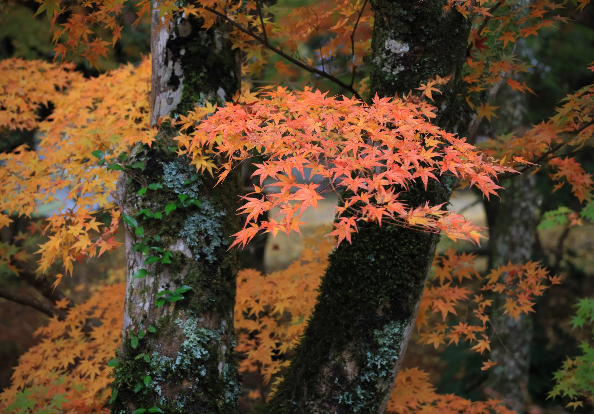大元神社 / 撮影：山本勝
