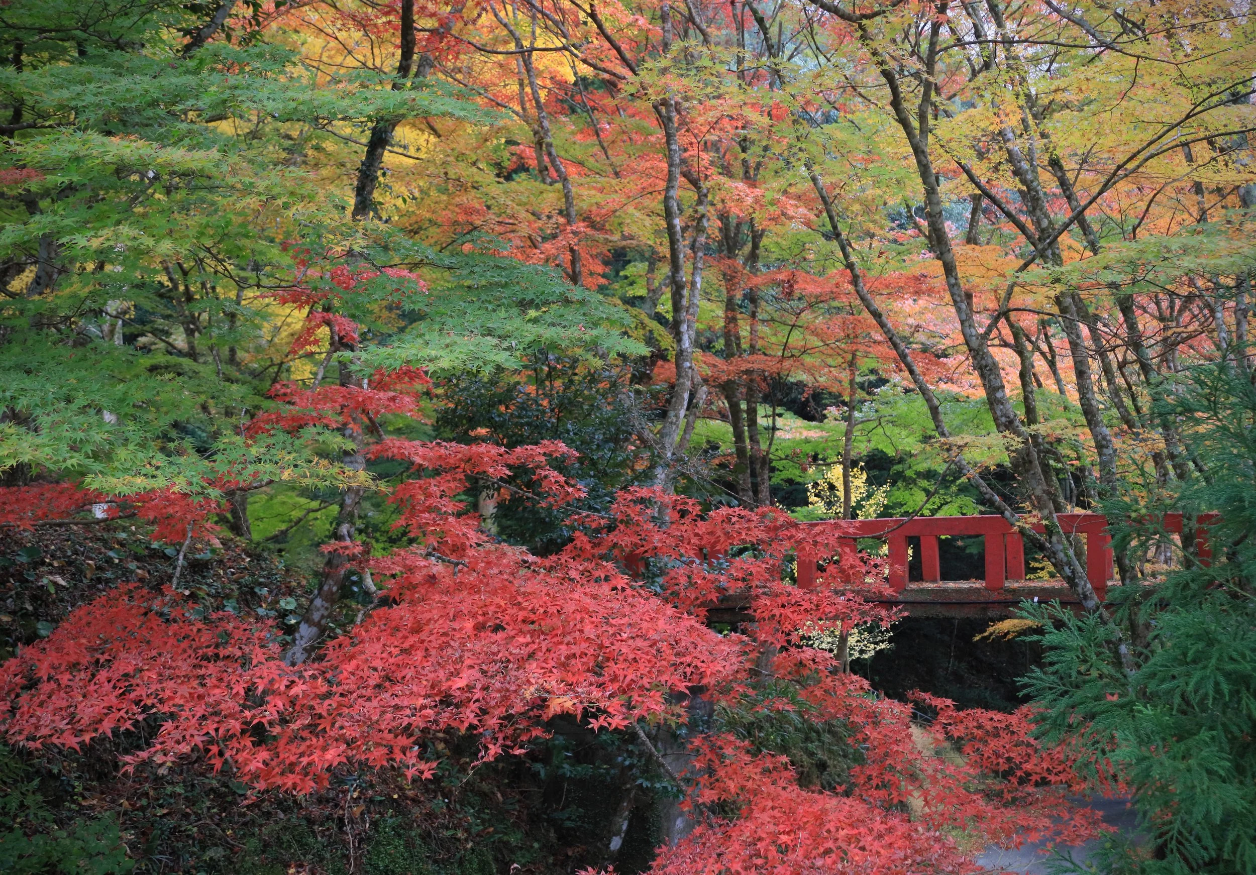 大元神社 / 撮影：山本勝