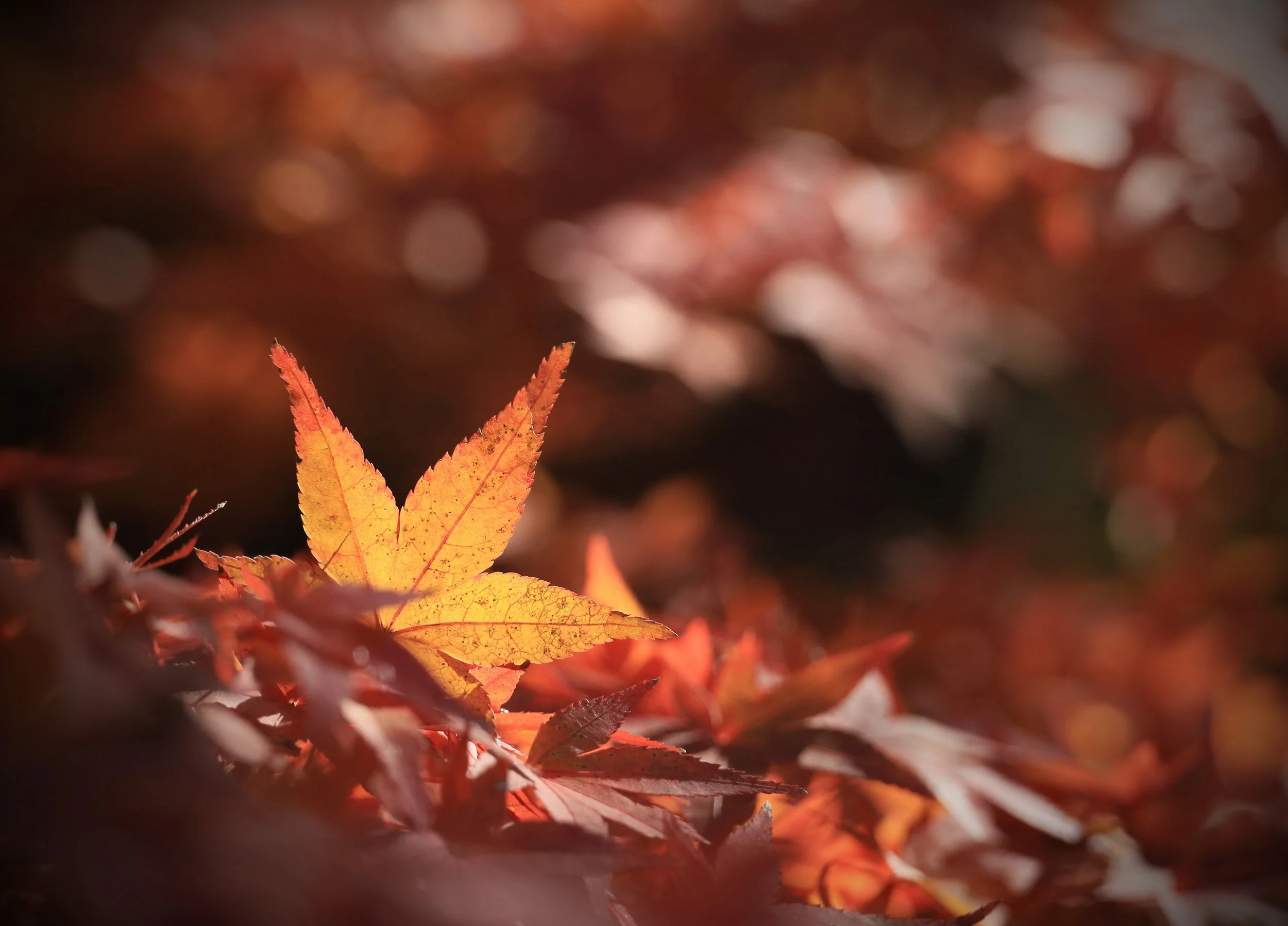 大元神社 / 撮影：山本勝