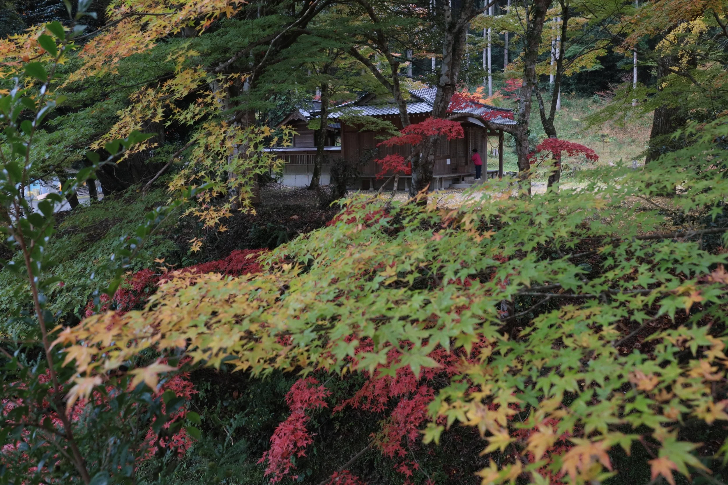 大元神社 / 撮影：山本勝