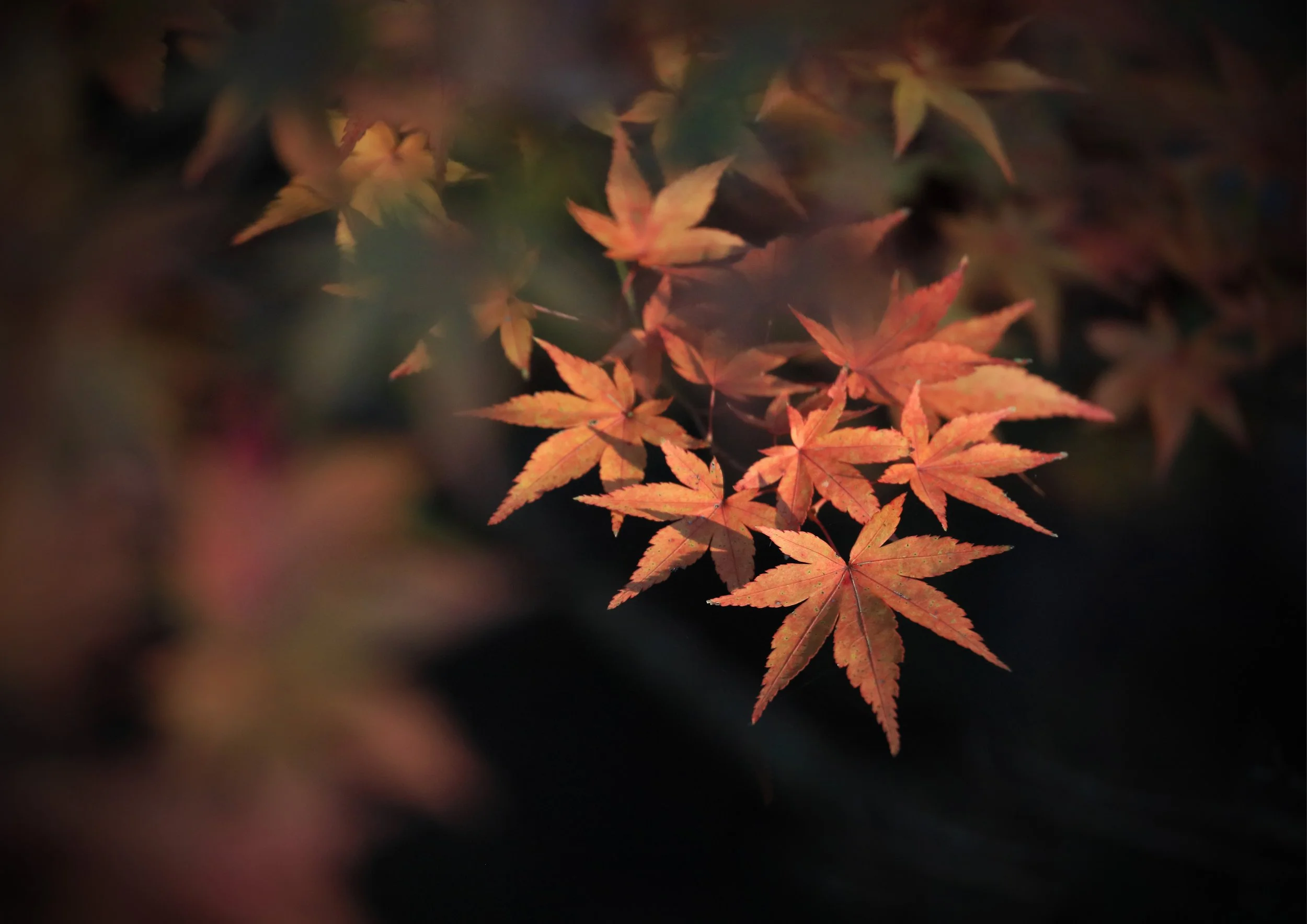 大元神社 / 撮影：山本勝