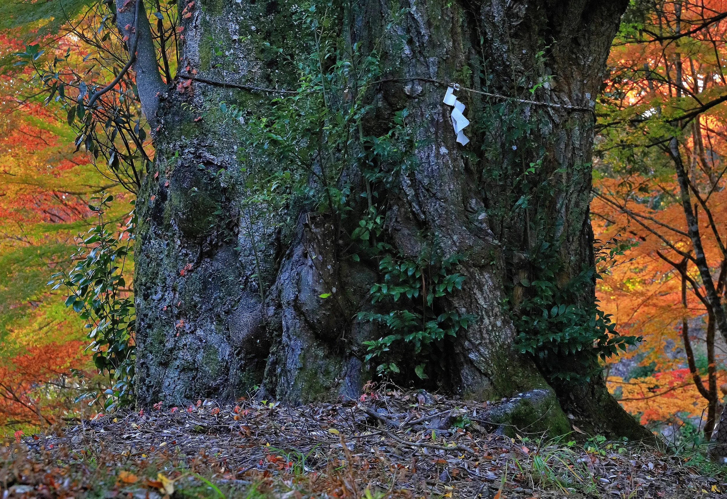 大元神社 / 撮影：山本勝