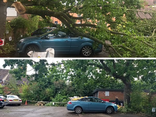 A fallen tree has collapsed onto a blue car in a parking lot, with the branches covering the vehicle and partially blocking the view.