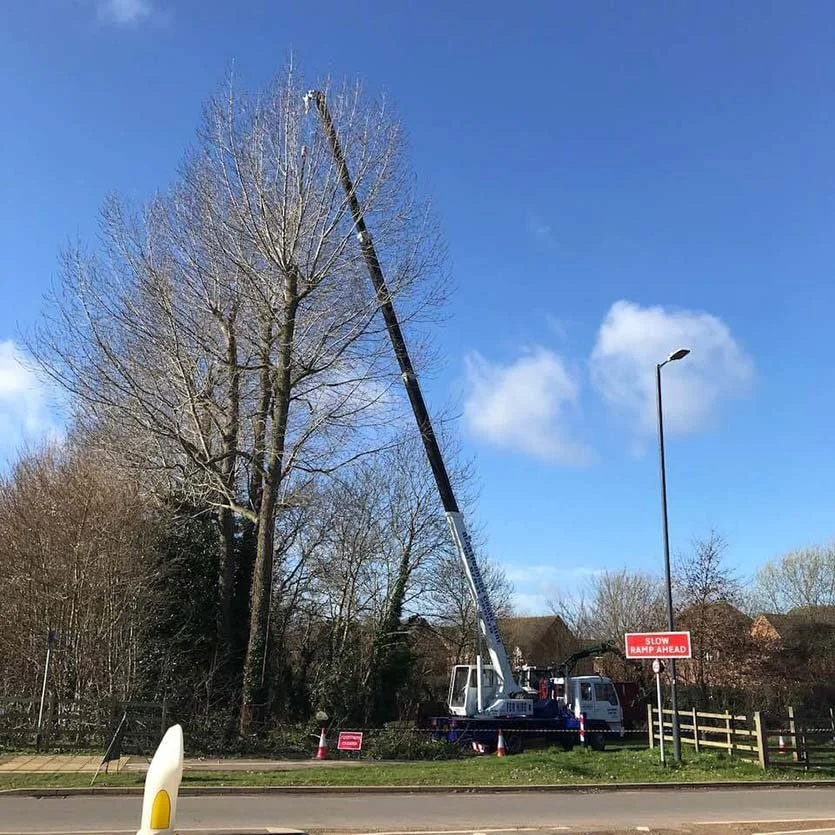 A crane lifting or trimming a tall, leafless tree by the roadside on a clear day with blue sky and some clouds.