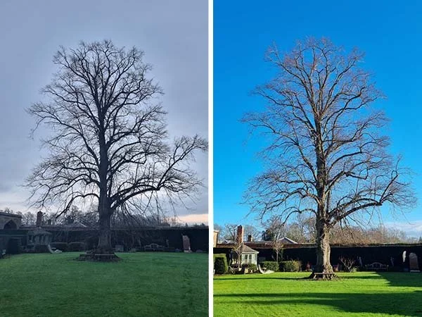 Side-by-side comparison of a large, leafless tree in winter on the left and the same tree in summer on the right, with a clear blue sky in summer and overcast sky in winter.